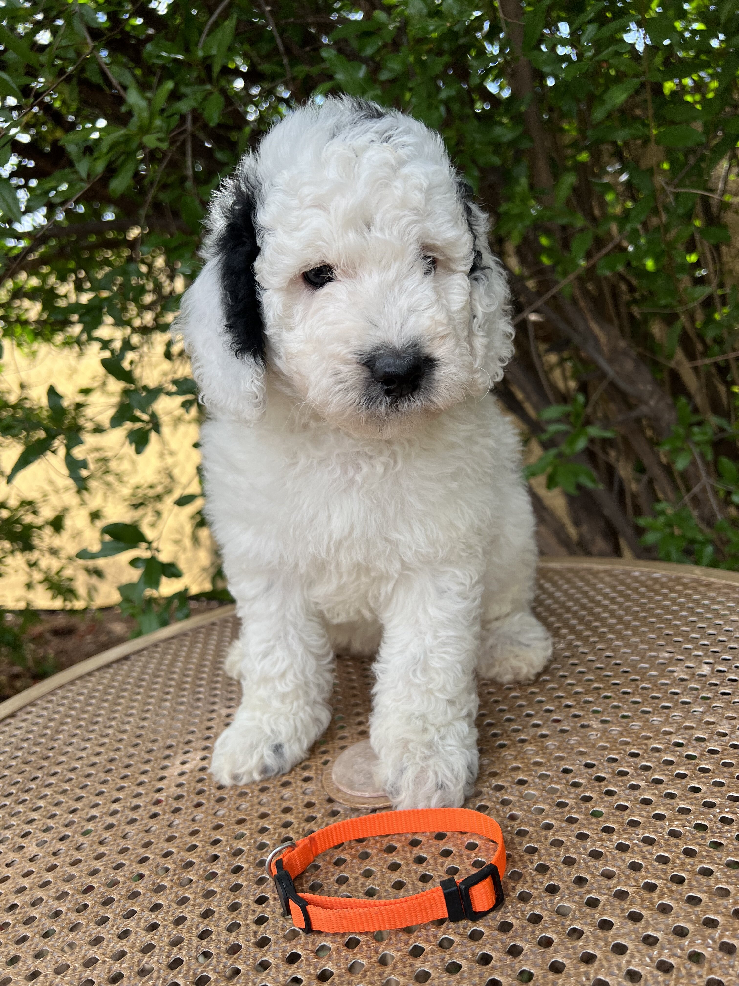 F1B Miniature Sheepadoodle image 4