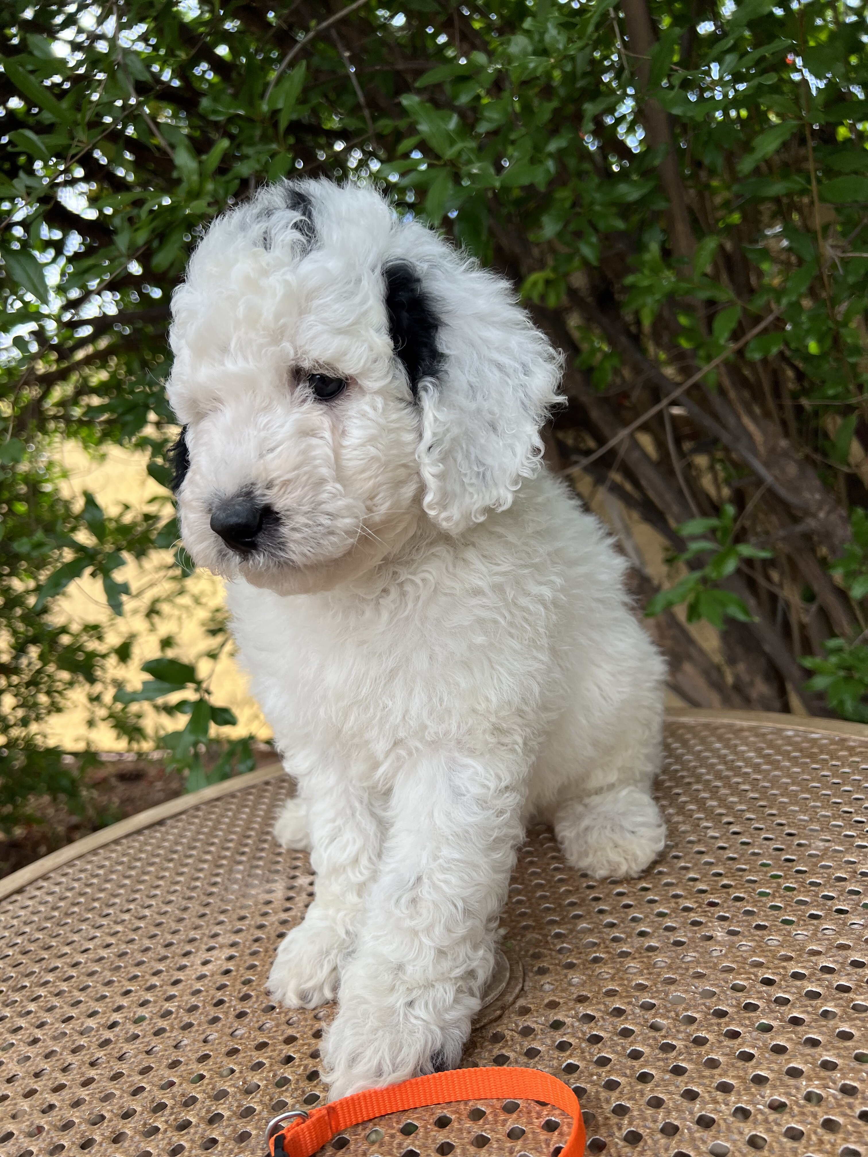 F1B Miniature Sheepadoodle image 7