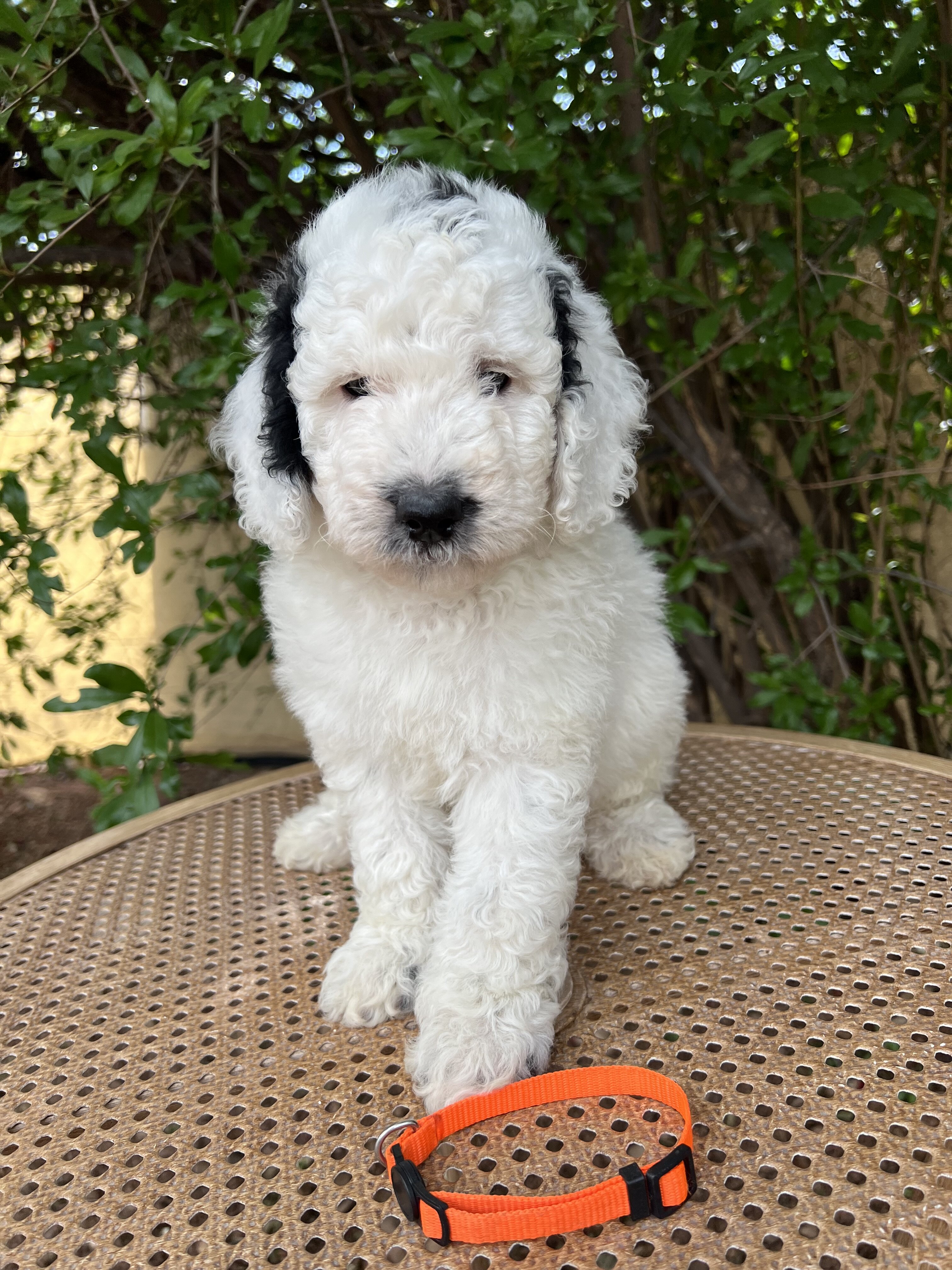 F1B Miniature Sheepadoodle image 3