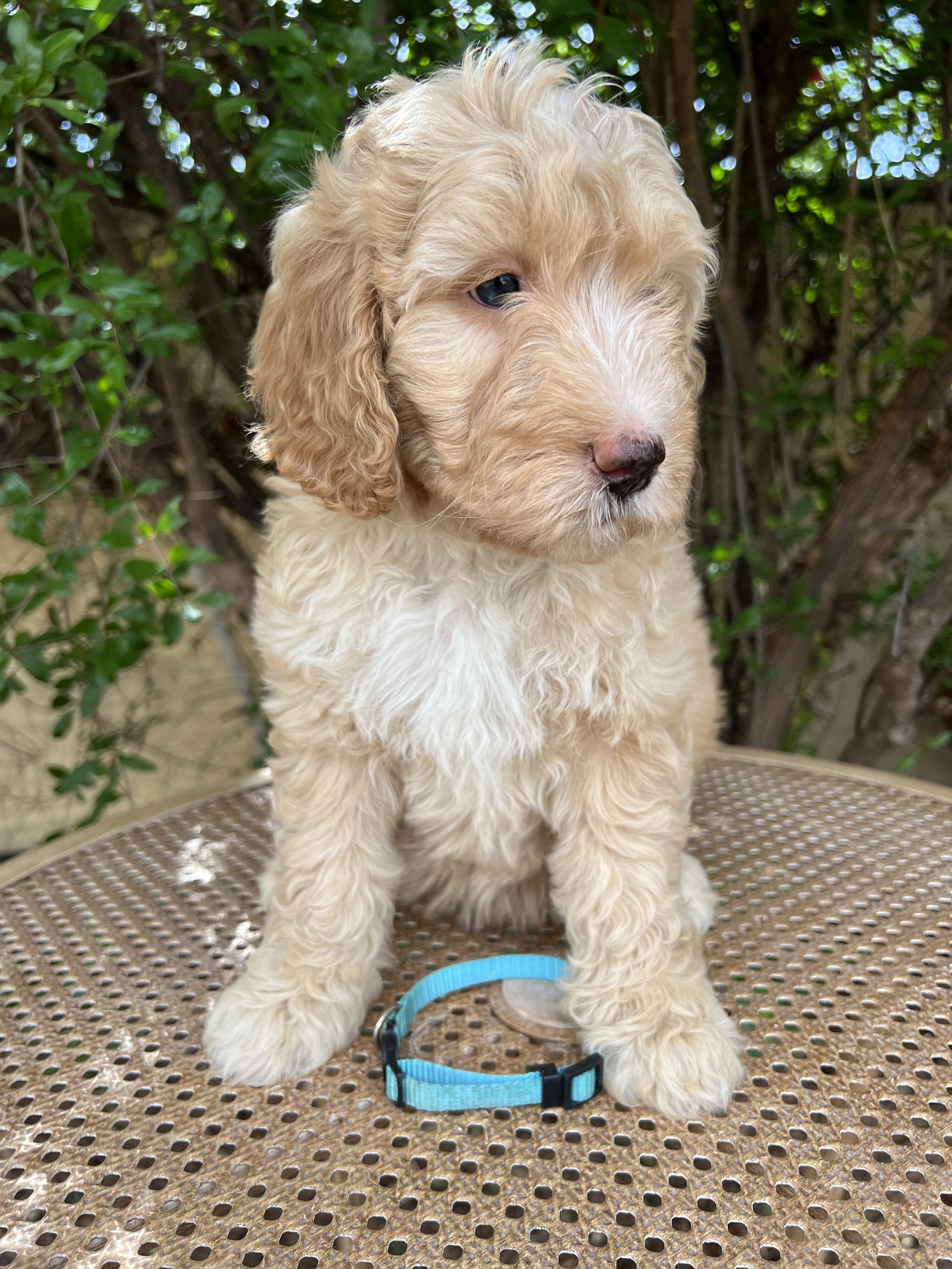 F1B Miniature Sheepadoodle image 6