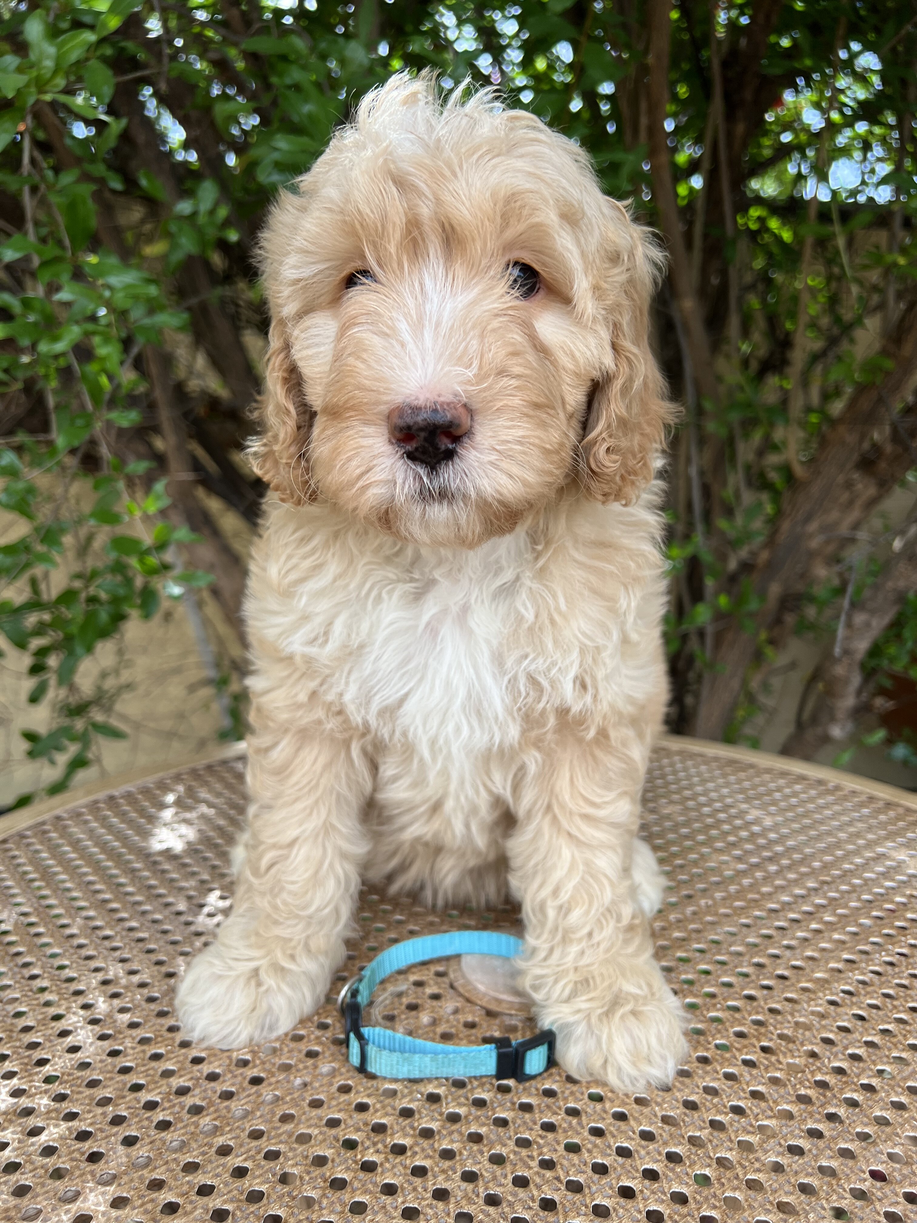 F1B Miniature Sheepadoodle image 5