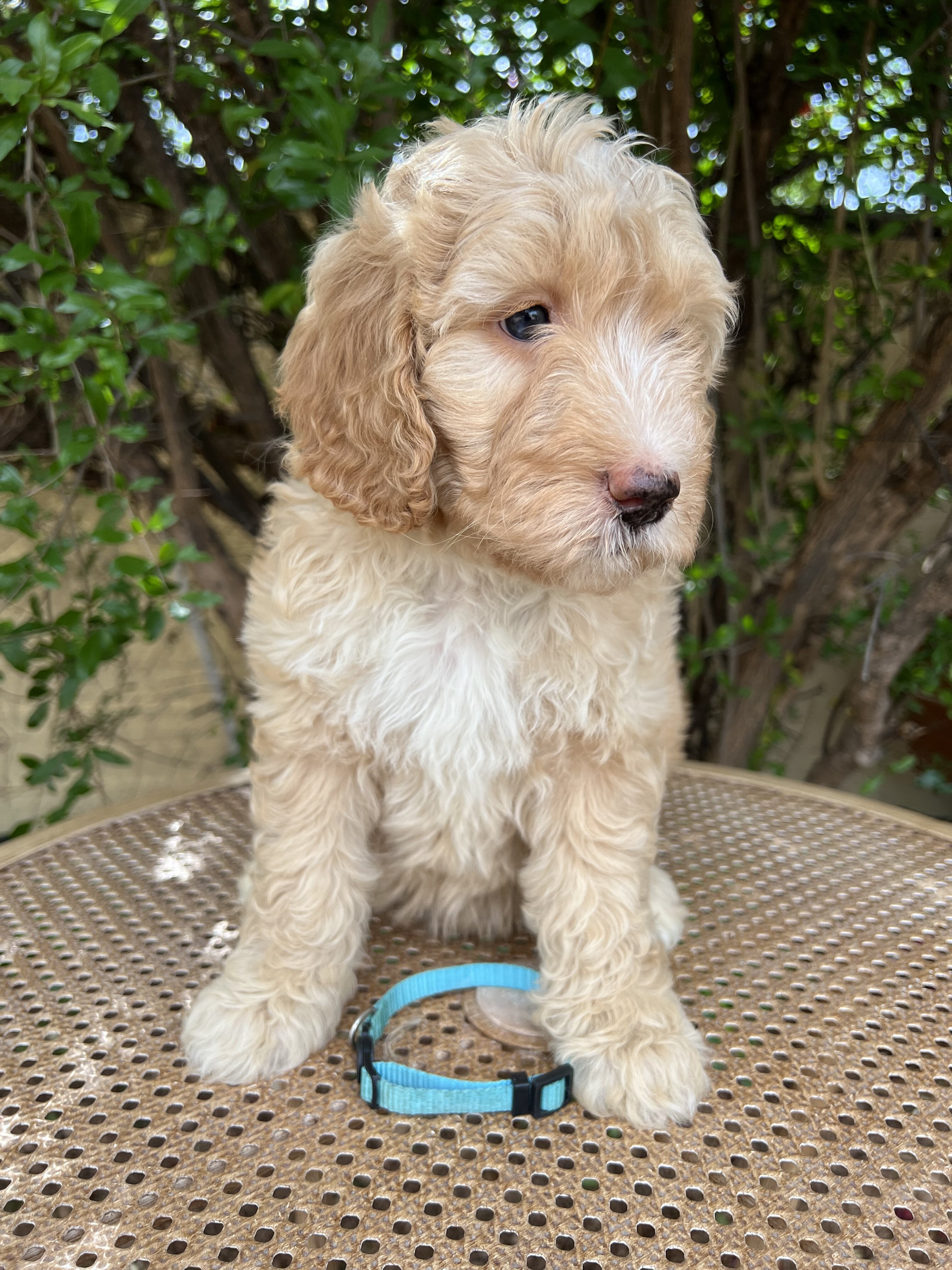 F1B Miniature Sheepadoodle image 2