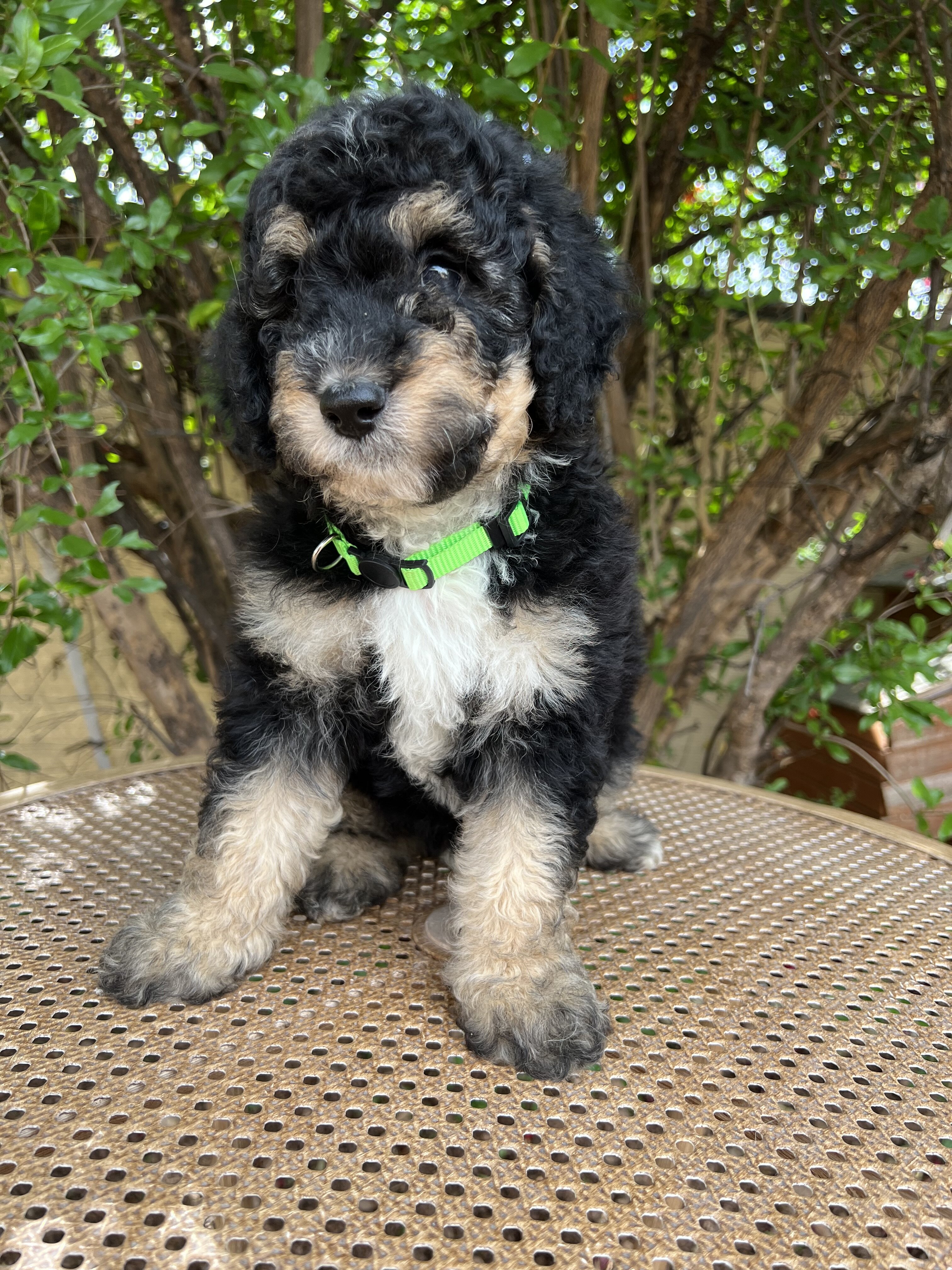 F1B Miniature Sheepadoodle image 1