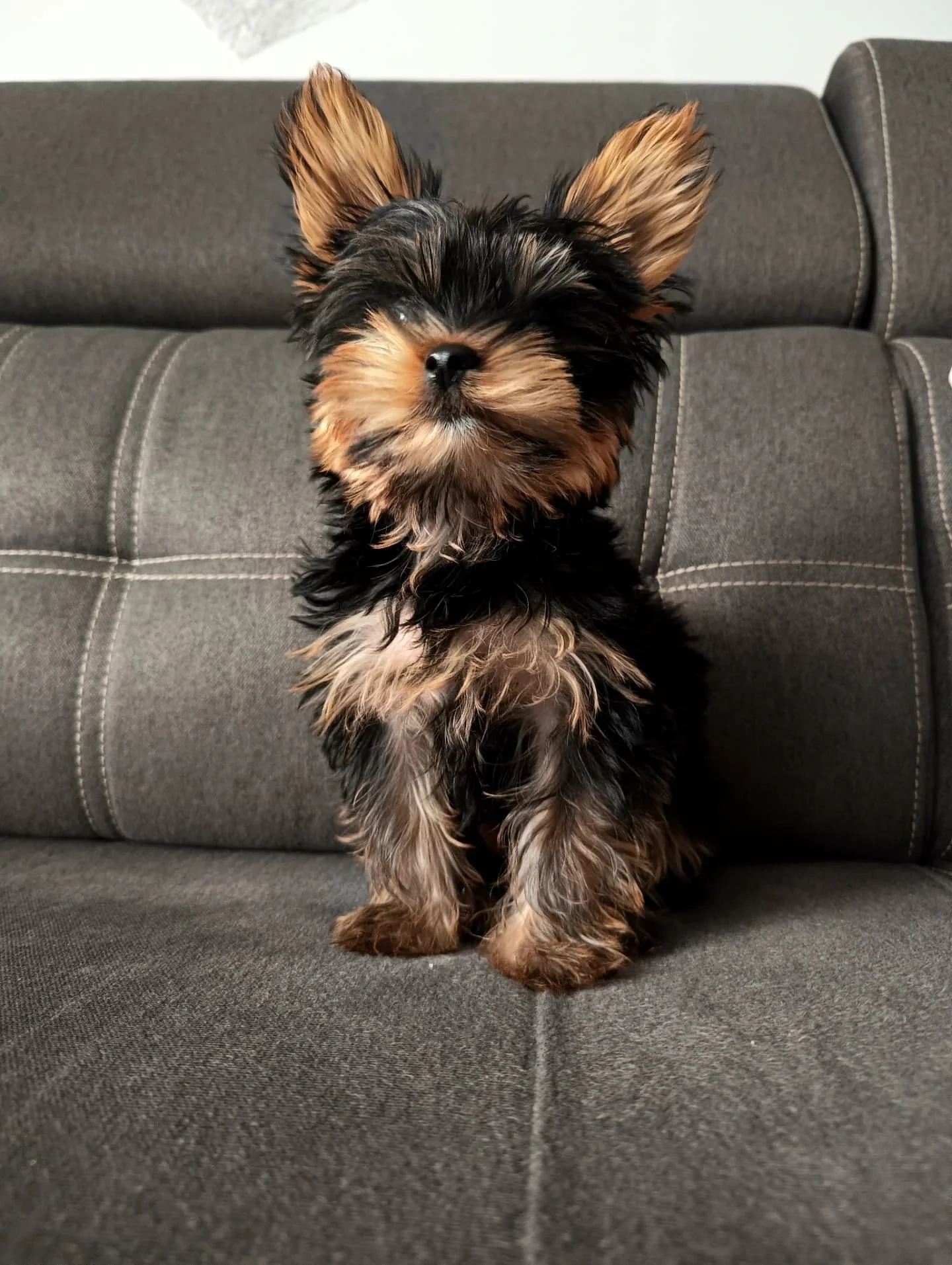 Yorkshire Terrier puppies image 2