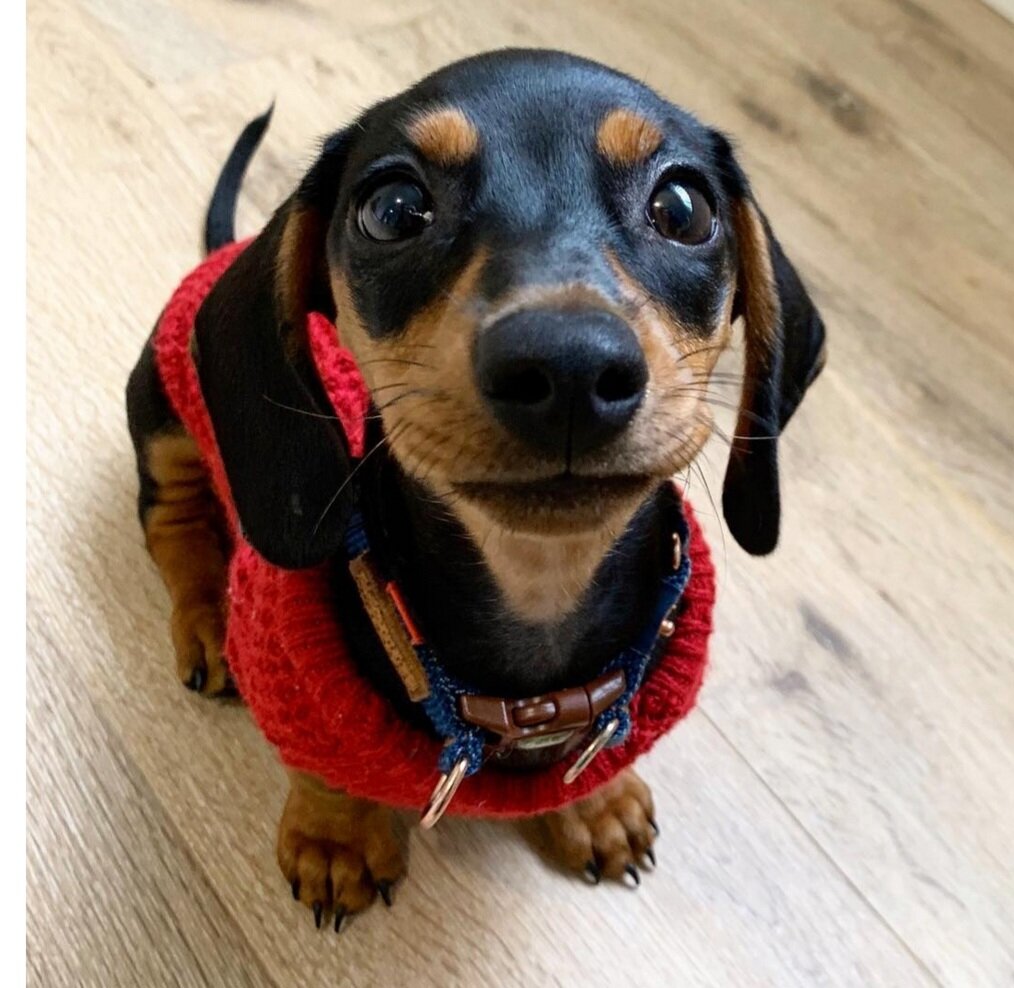 Amazing Dachshund puppies available image 1