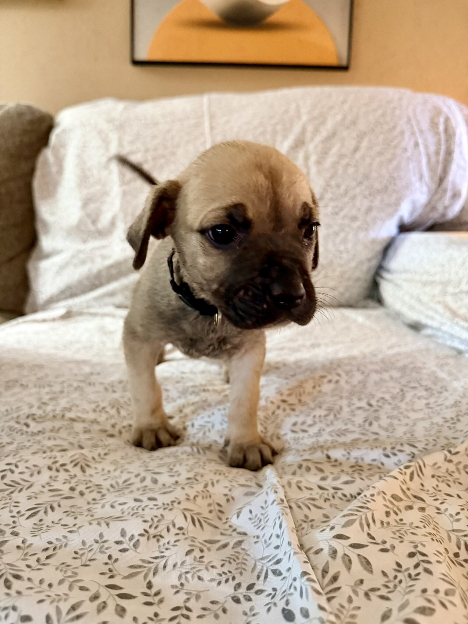 Presa Canario/Boerboel/Cane Corso Hybrid image 6