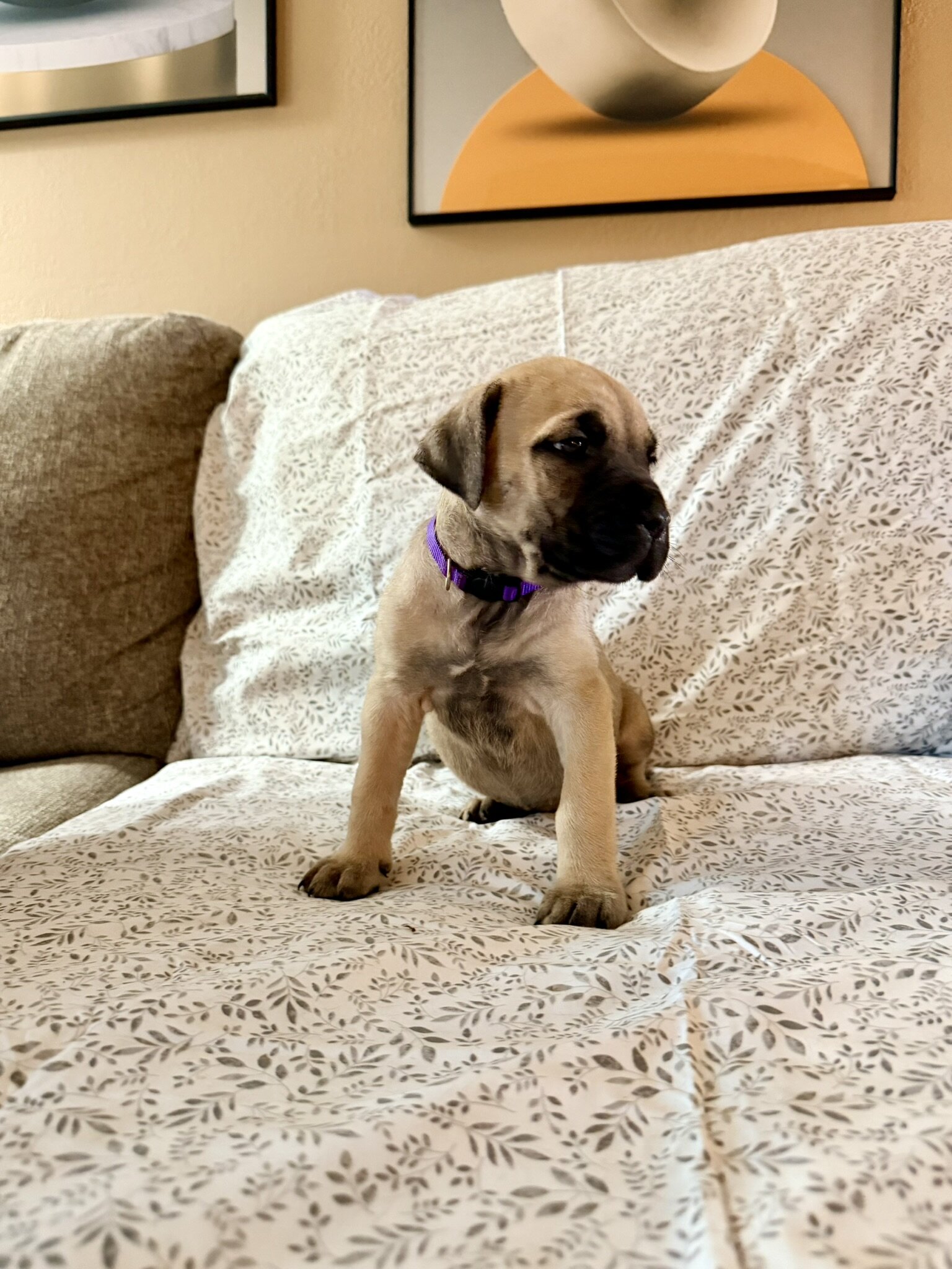 Presa Canario/Boerboel/Cane Corso Hybrid image 5
