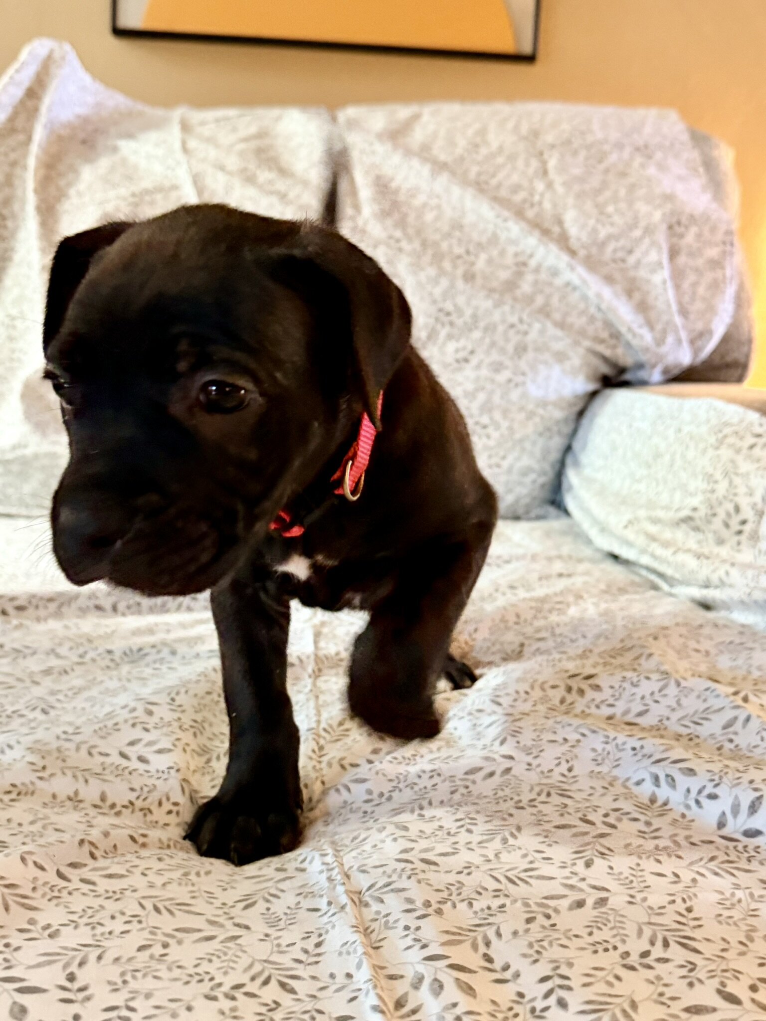 Presa Canario/Boerboel/Cane Corso Hybrid image 4