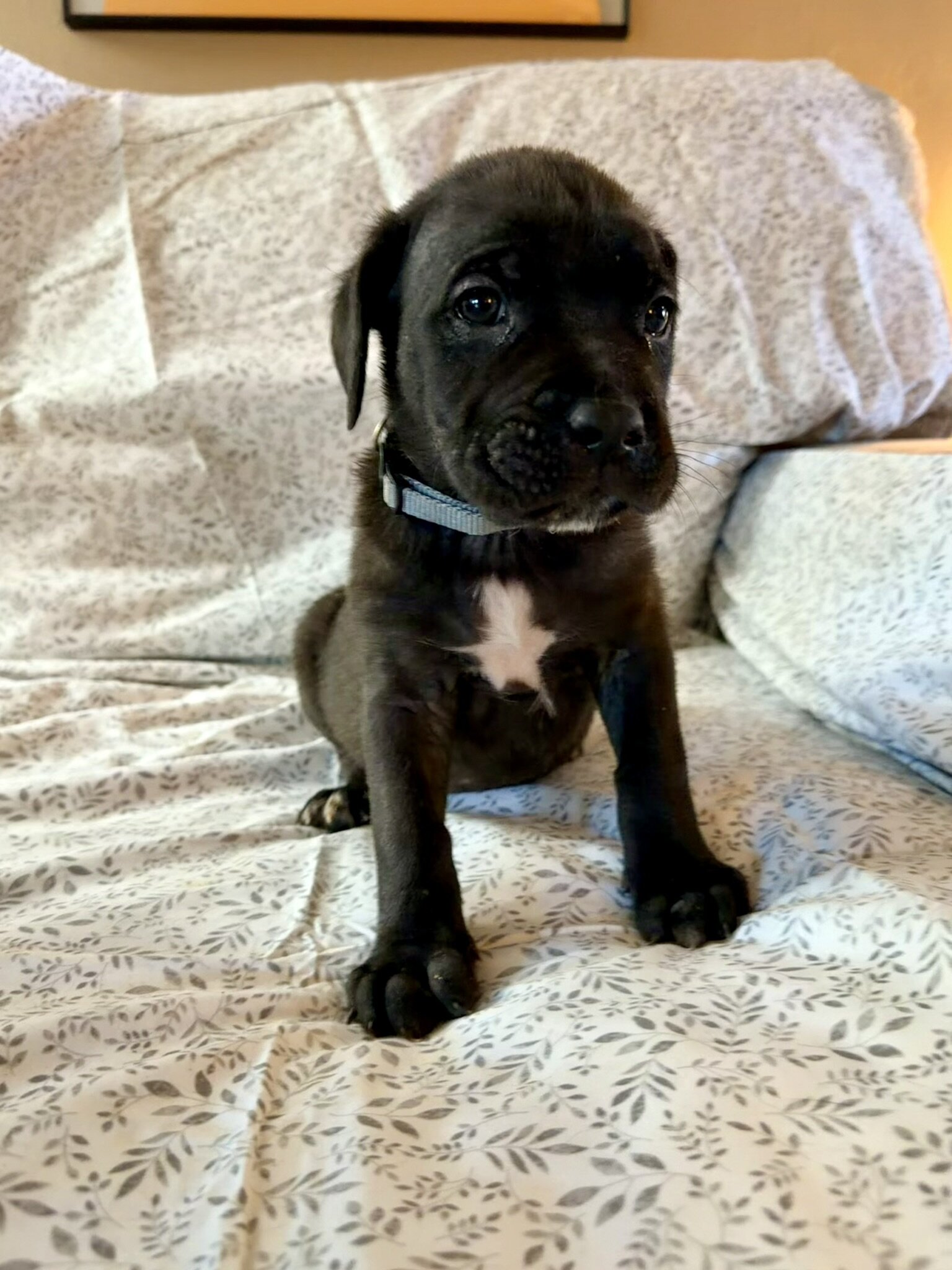 Presa Canario/Boerboel/Cane Corso Hybrid image 3