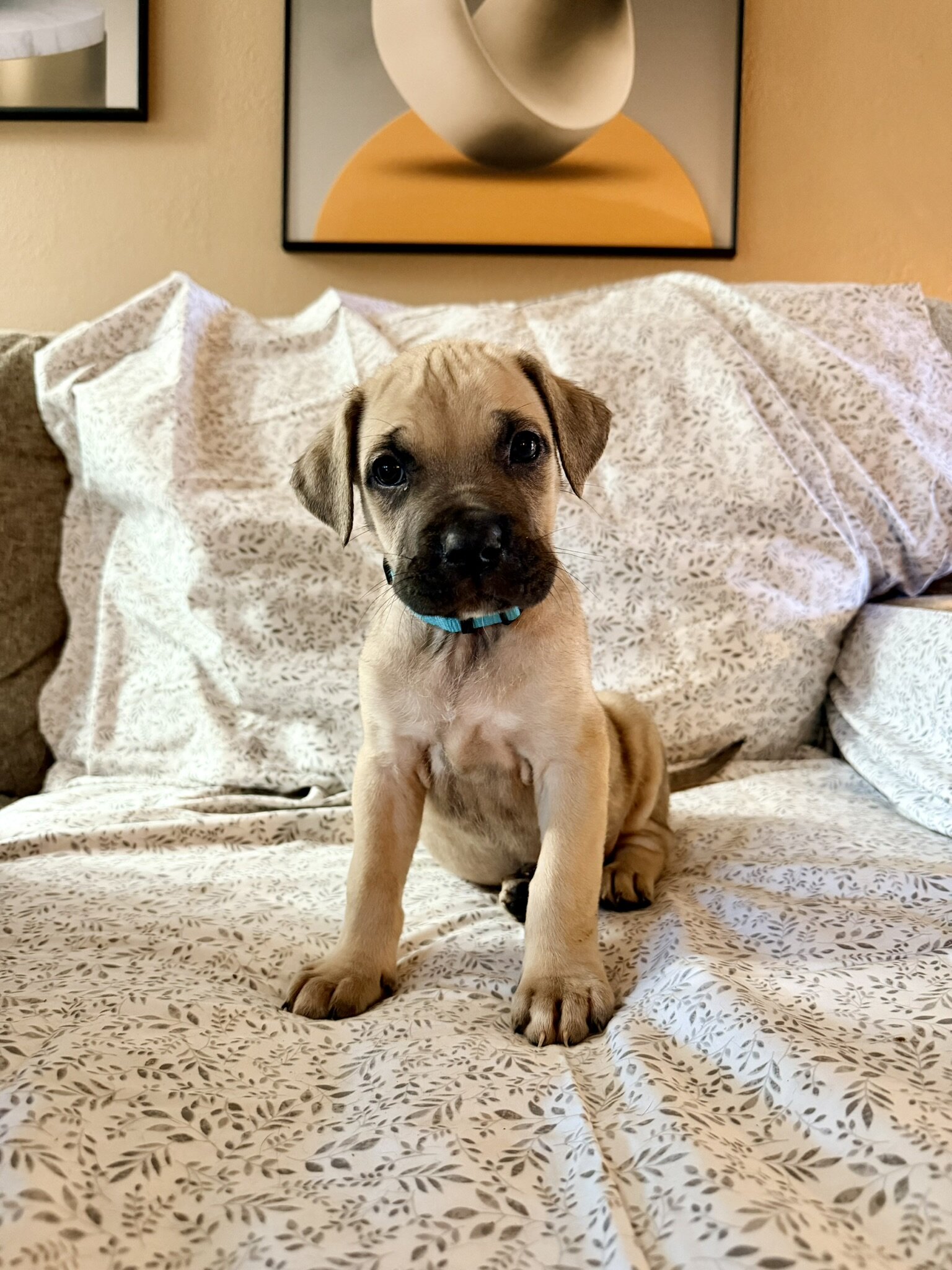 Presa Canario/Boerboel/Cane Corso Hybrid image 2