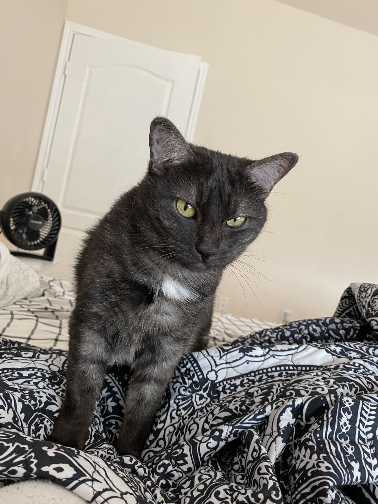 Sweet & Quiet Cuddle Cat Rika Looking for a Loving image 2