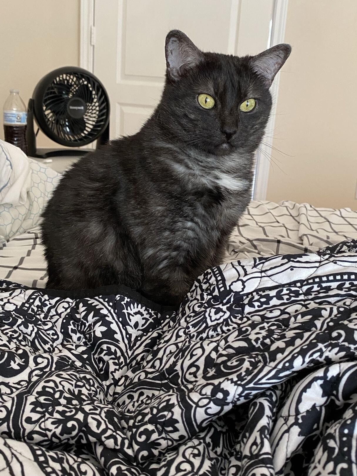Sweet & Quiet Cuddle Cat Rika Looking for a Loving image 1