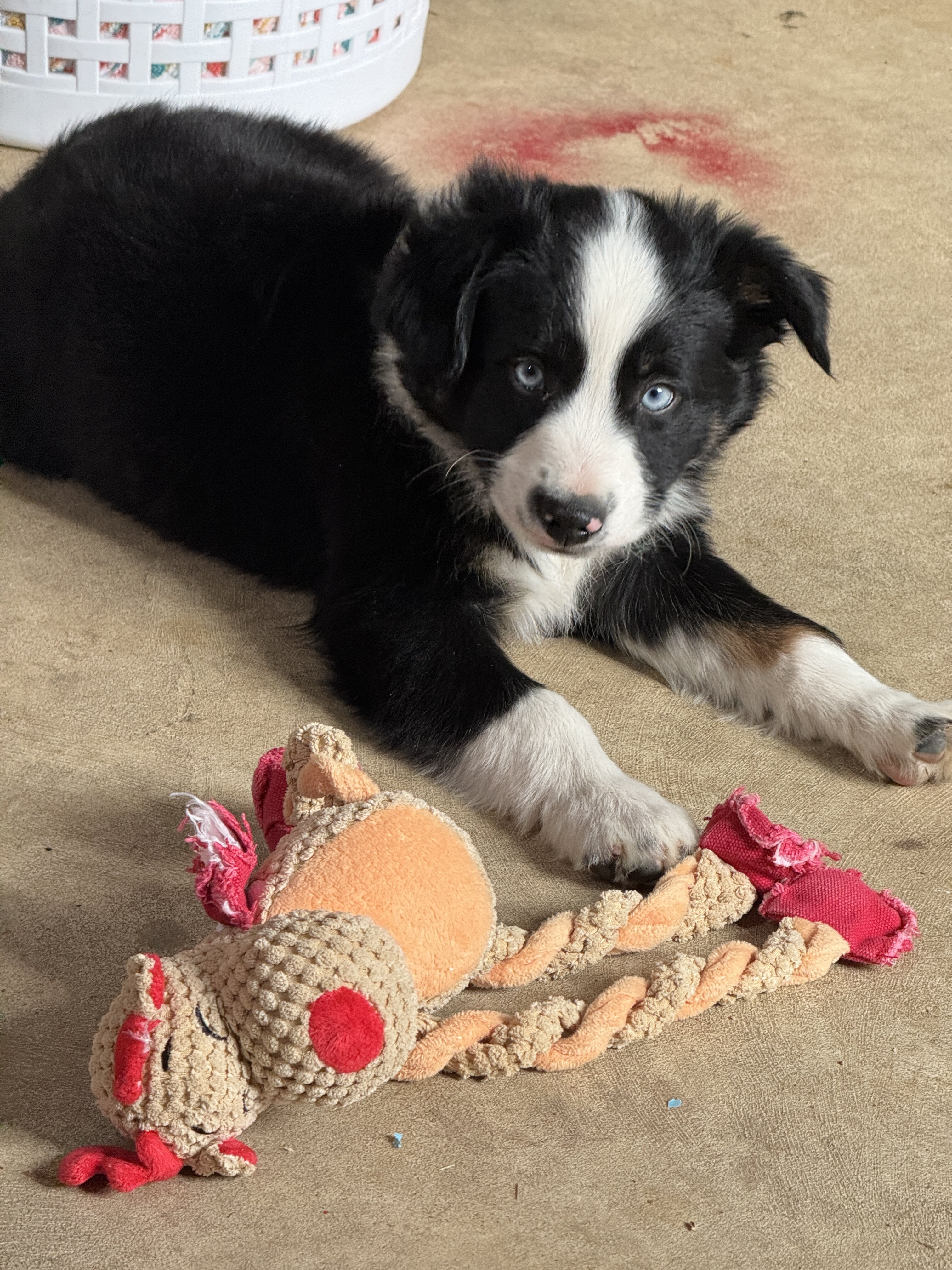 Mini Australian Shepherd- Male image 5