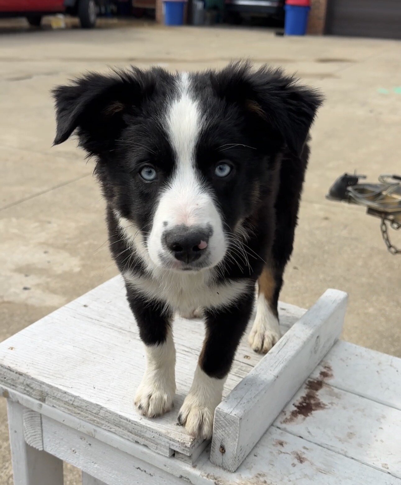 Mini Australian Shepherd- Male image 6
