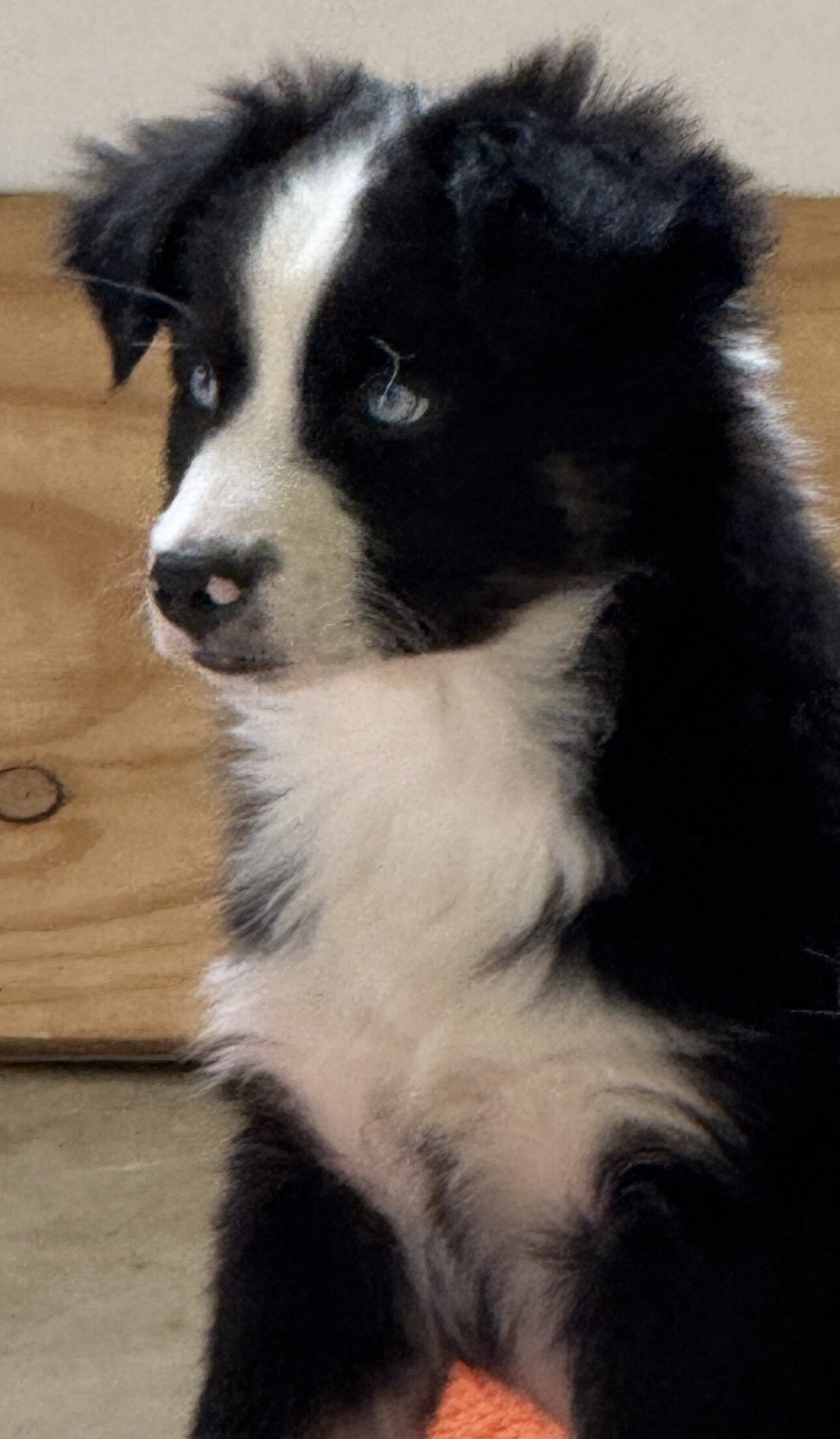 Mini Australian Shepherd- Male image 7