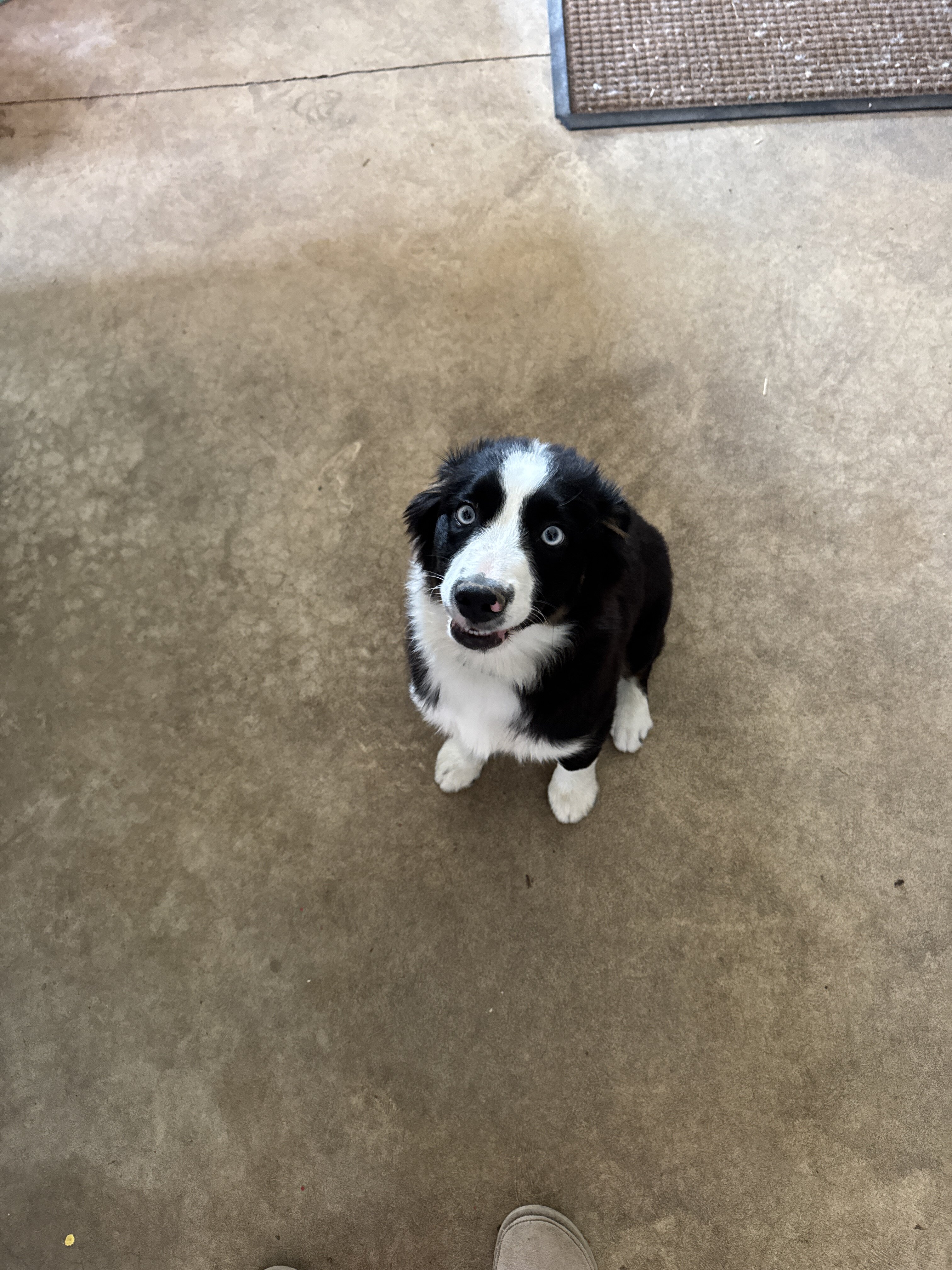 Mini Australian Shepherd- Male image 3
