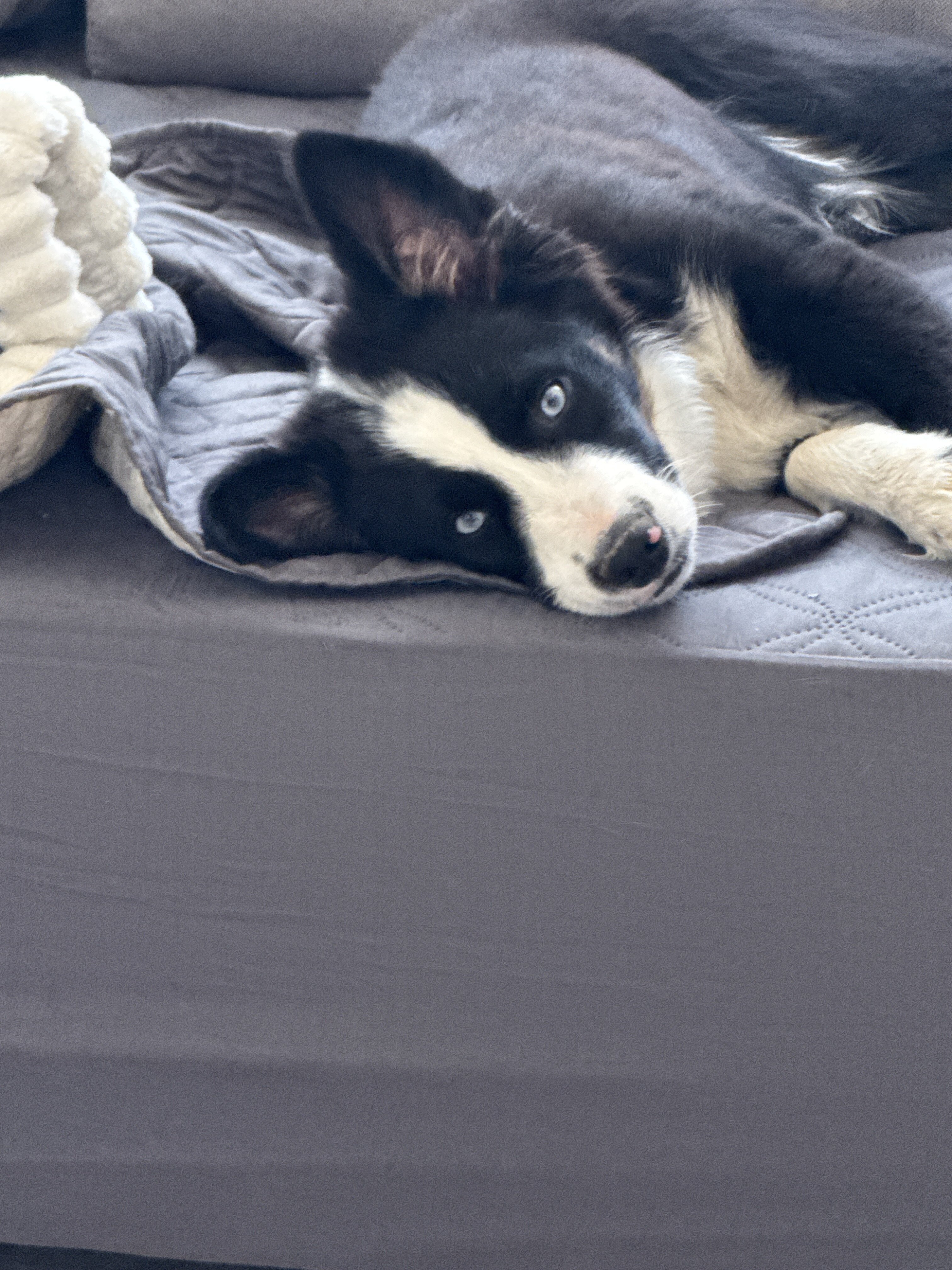 Mini Australian Shepherd- Male image 4