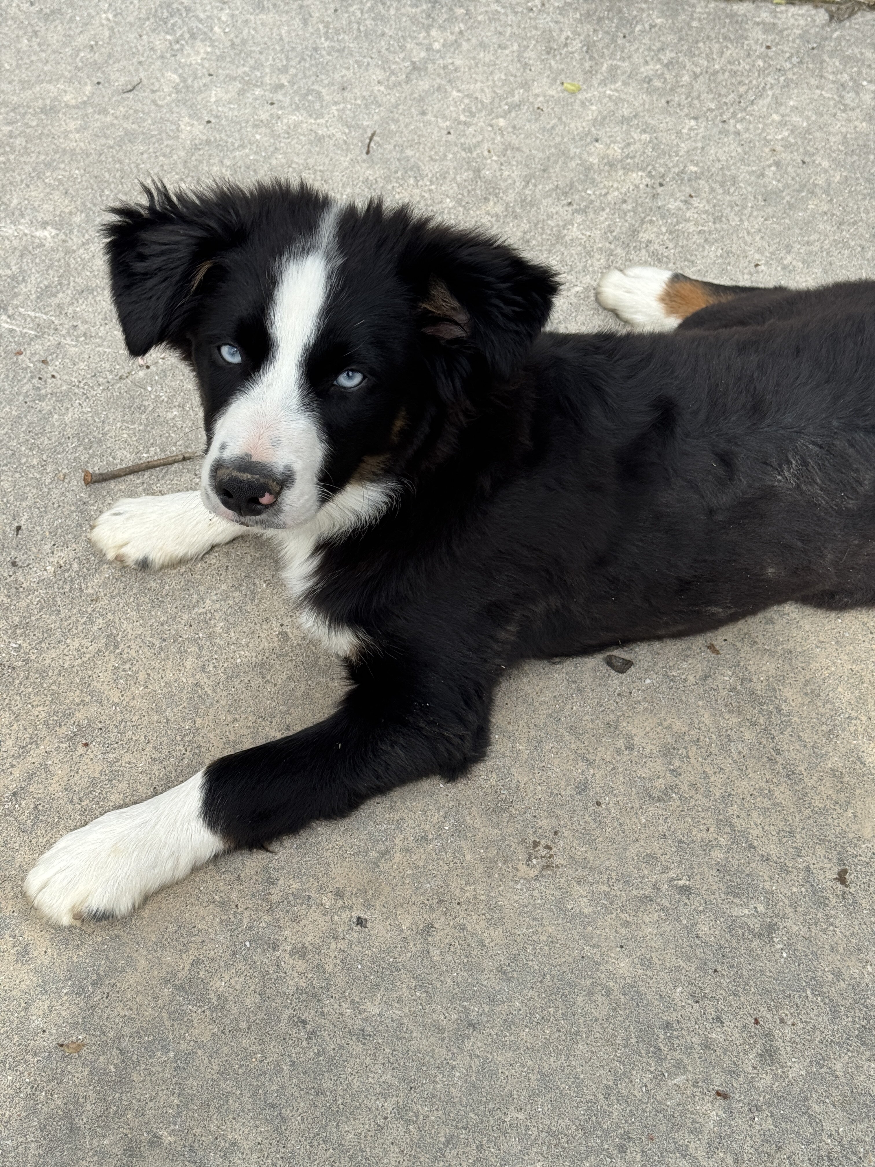 Mini Australian Shepherd- Male image 1