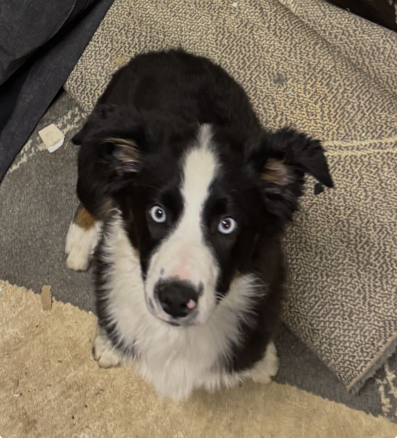 Mini Australian Shepherd- Male image 2