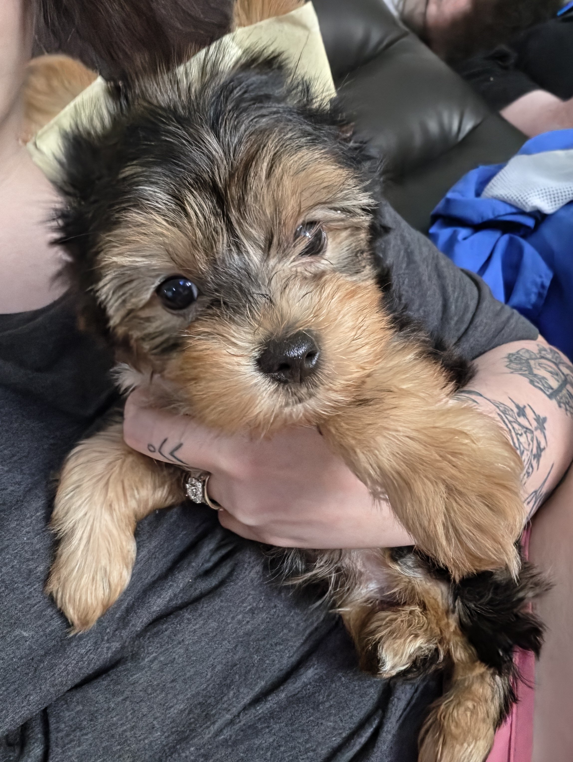 Merle yorkie puppy image 1