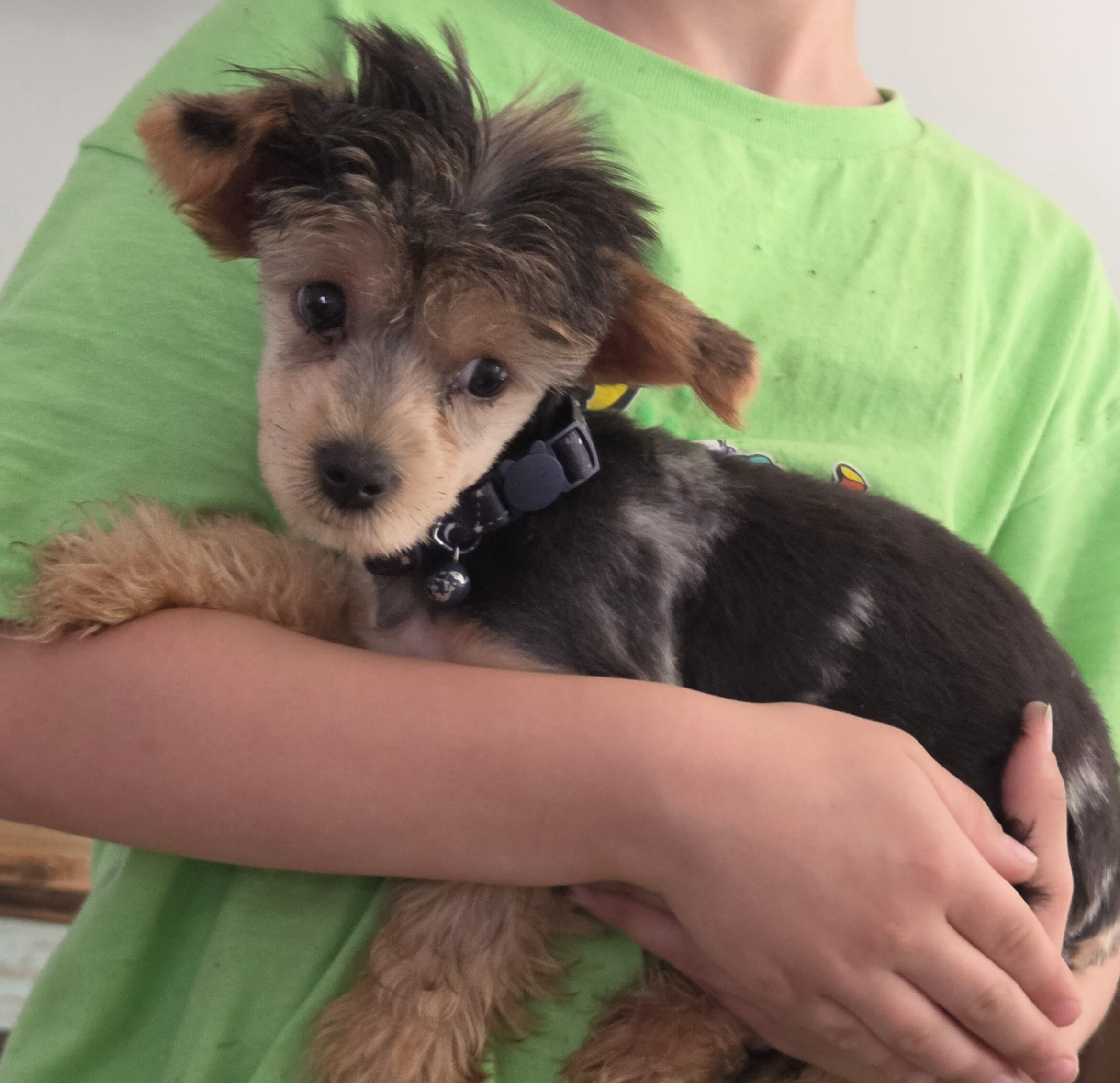 Merle yorkie puppy image 2