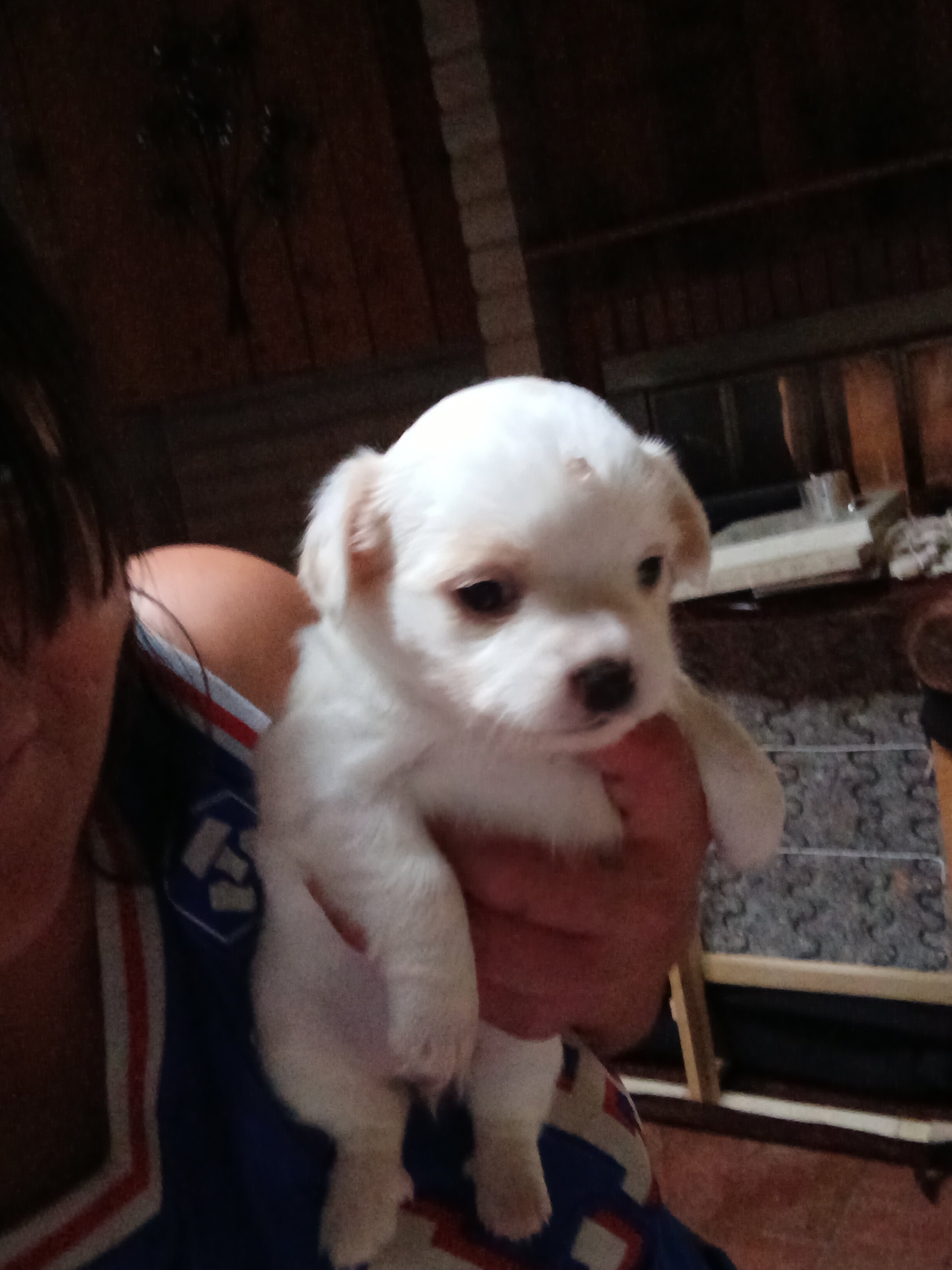 Teacup chihuahua puppy image 4