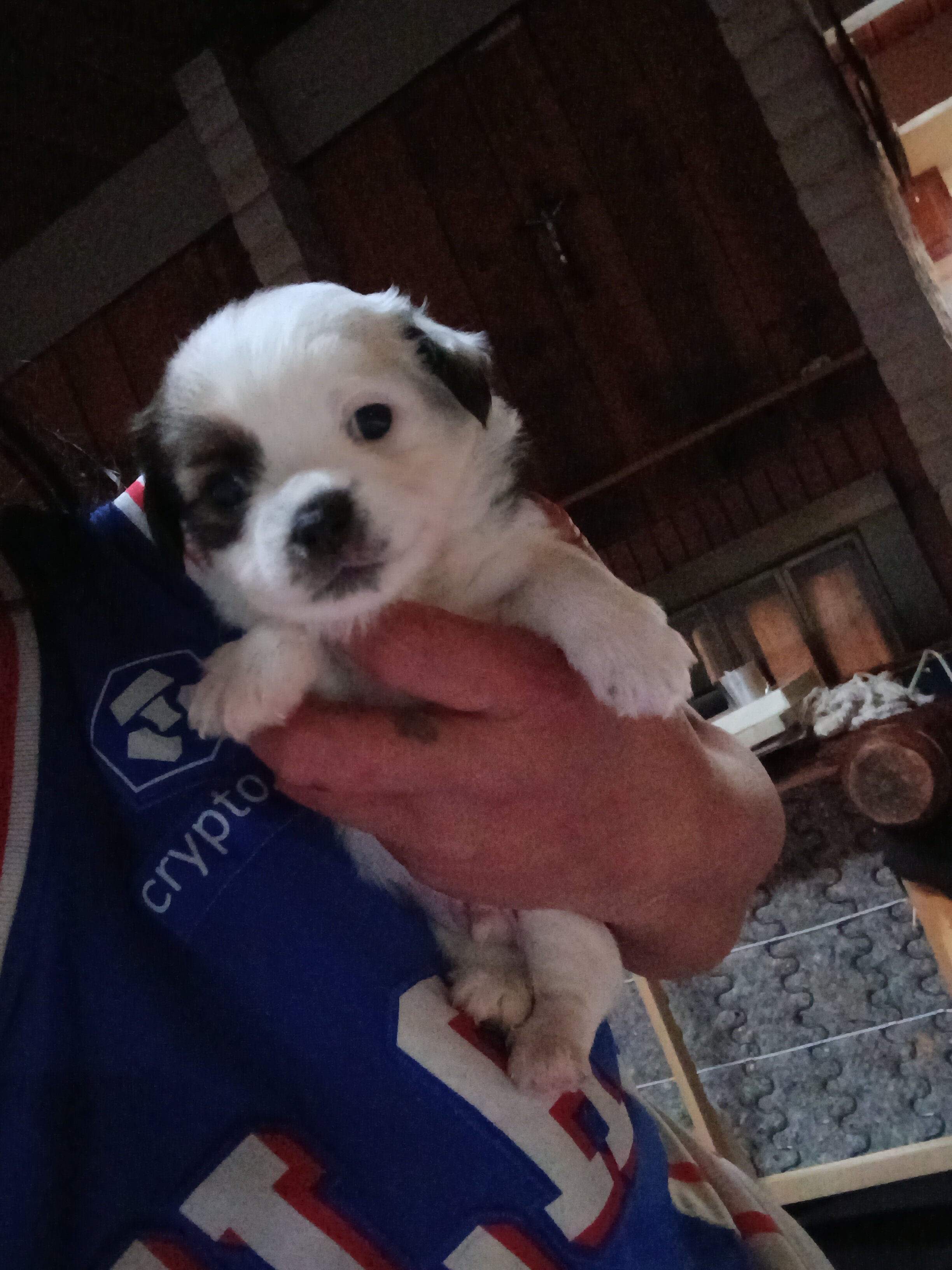 Teacup chihuahua puppy image 3