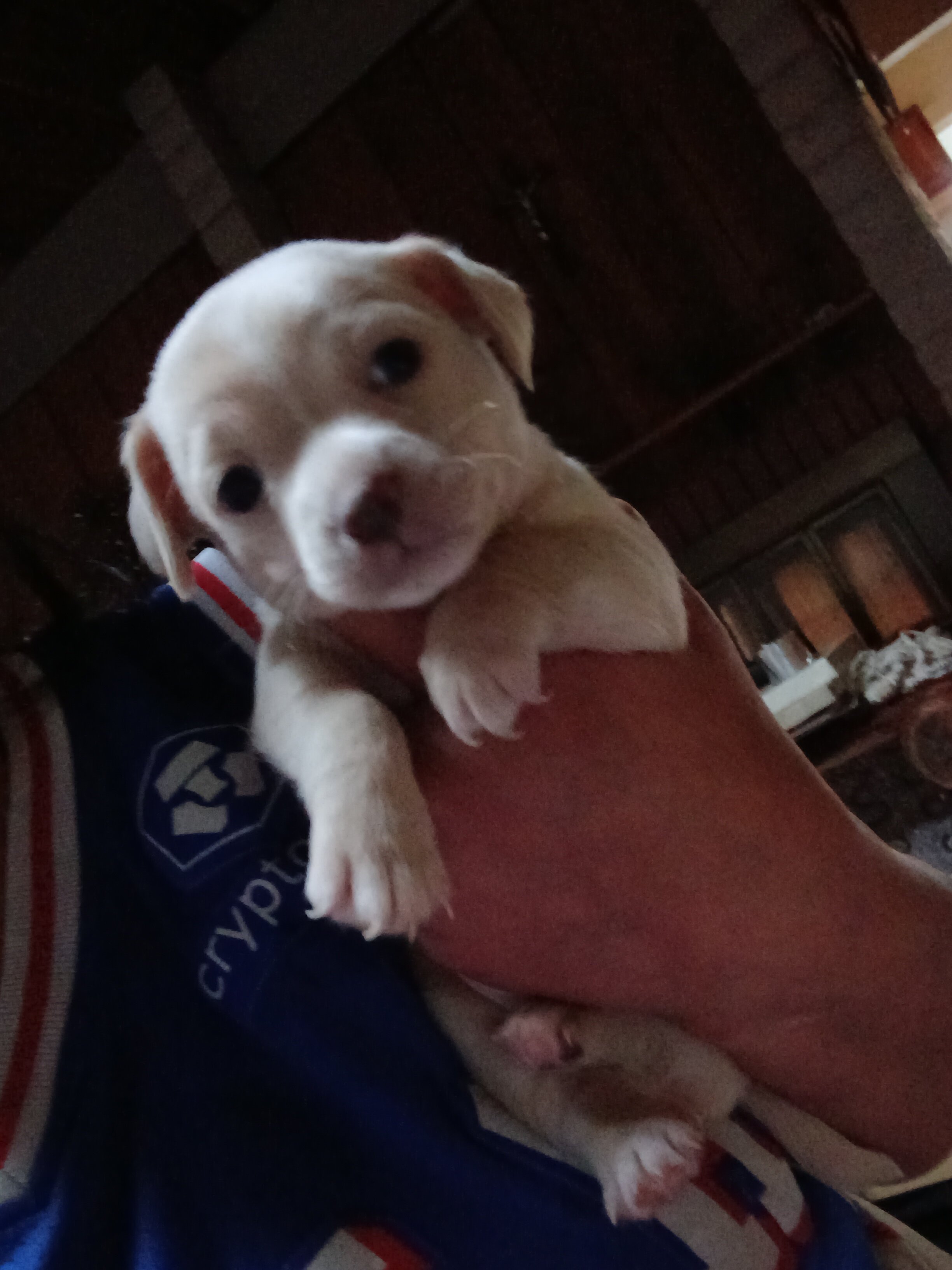 Teacup chihuahua puppy image 2