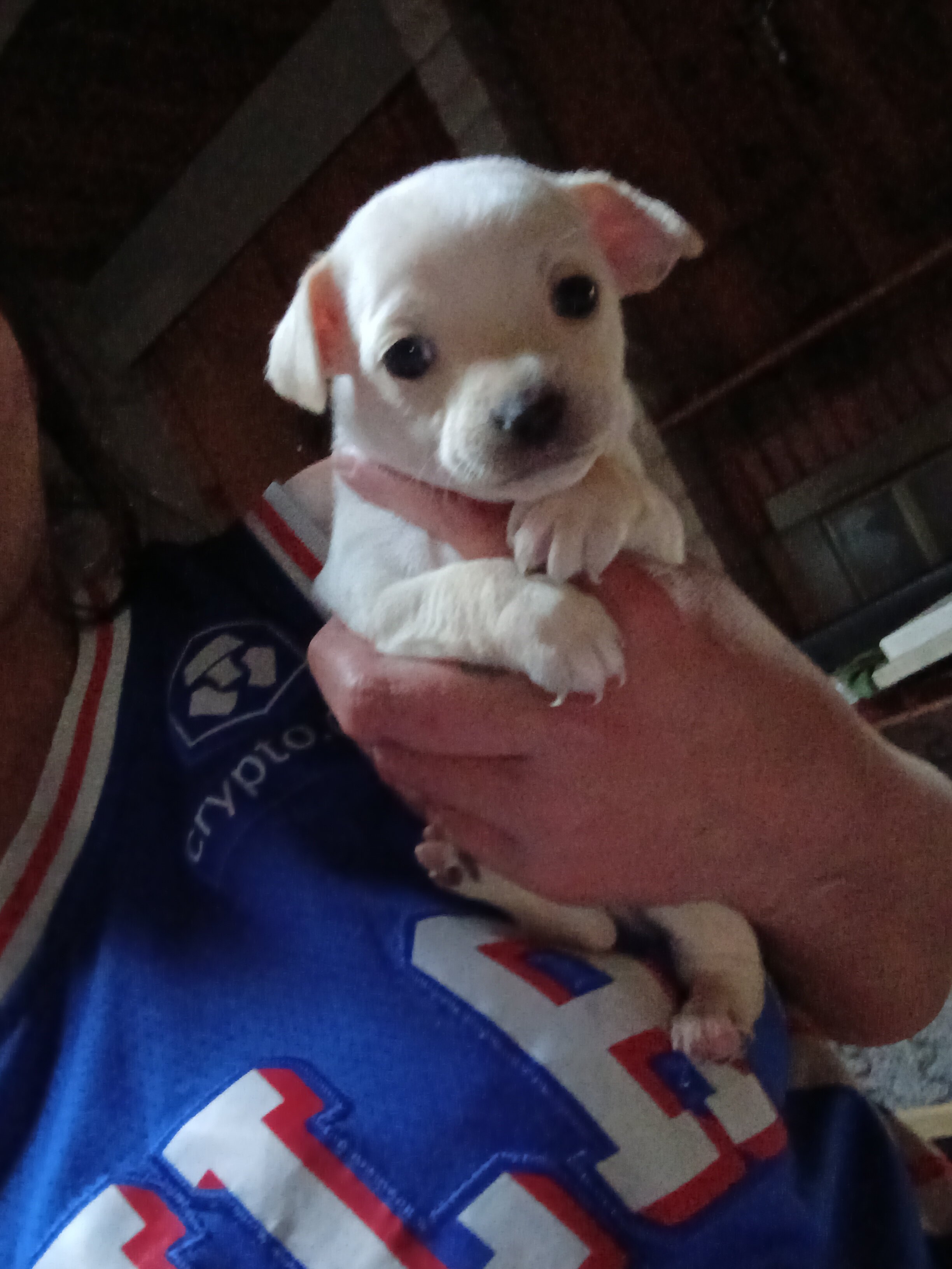 Teacup chihuahua puppy image 1