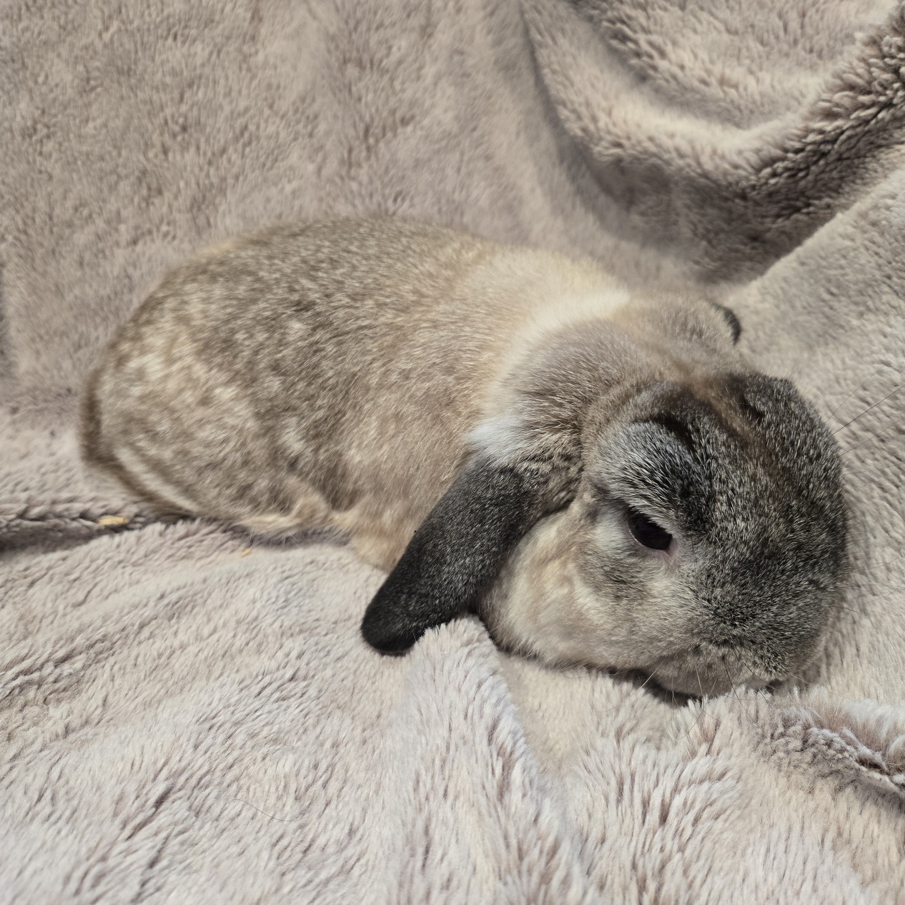 Holland Lop Male image 1