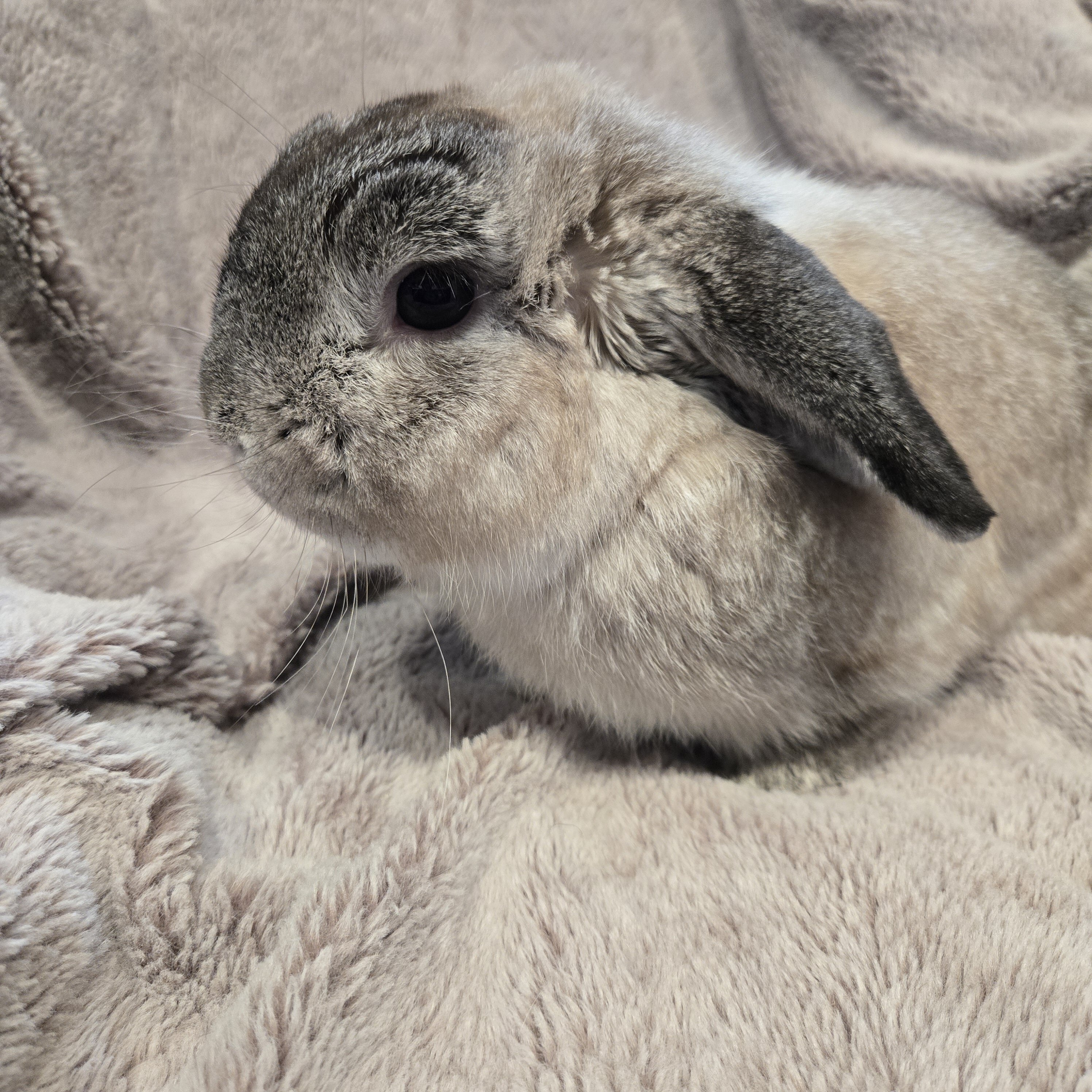 Holland Lop Male image 2