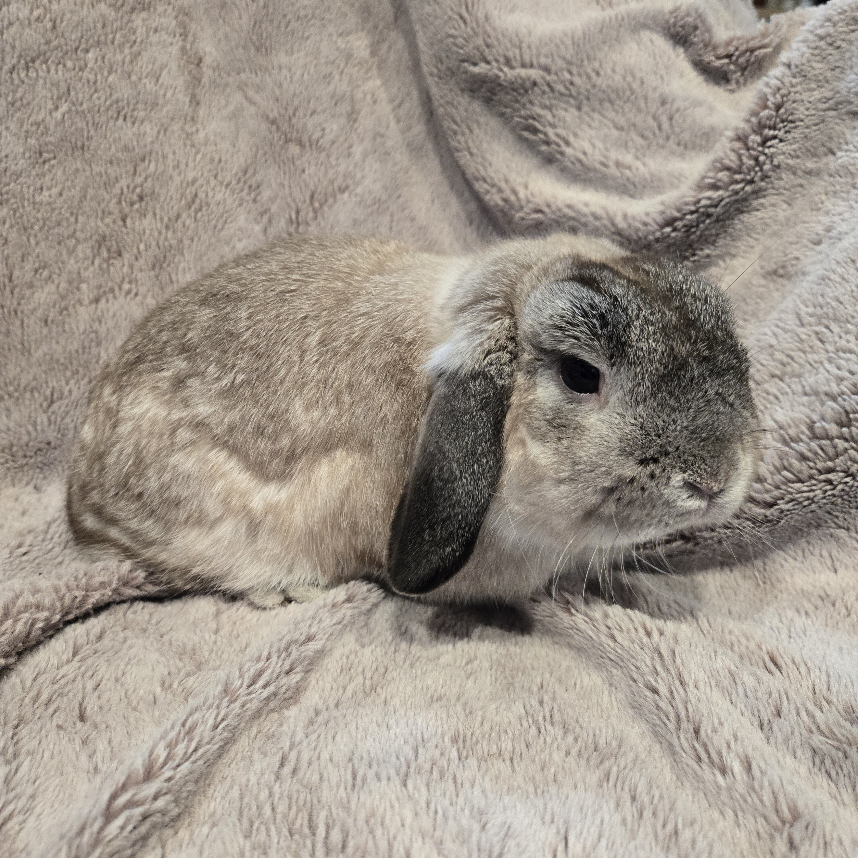 Holland Lop Male image 3