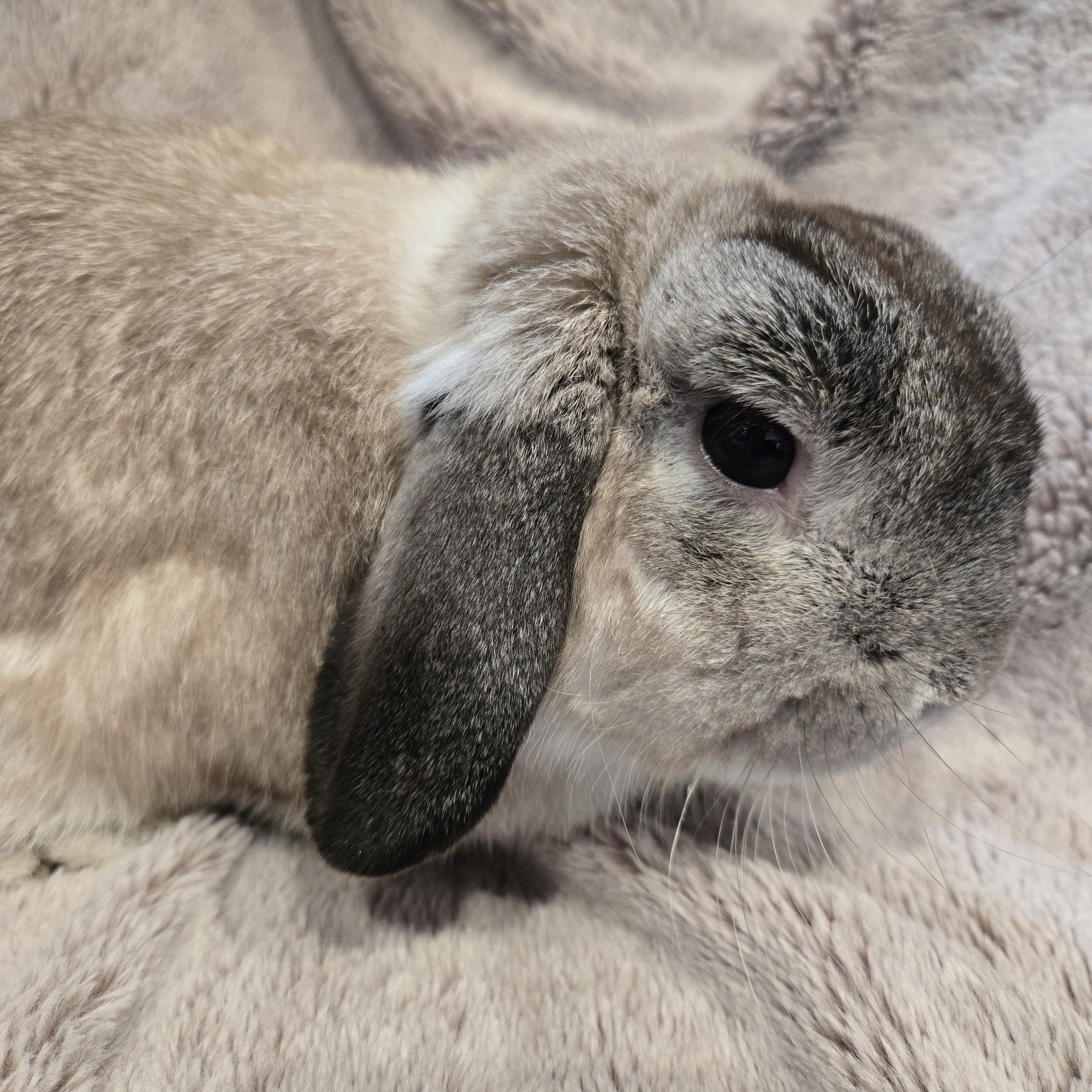 Holland Lop Male image 4