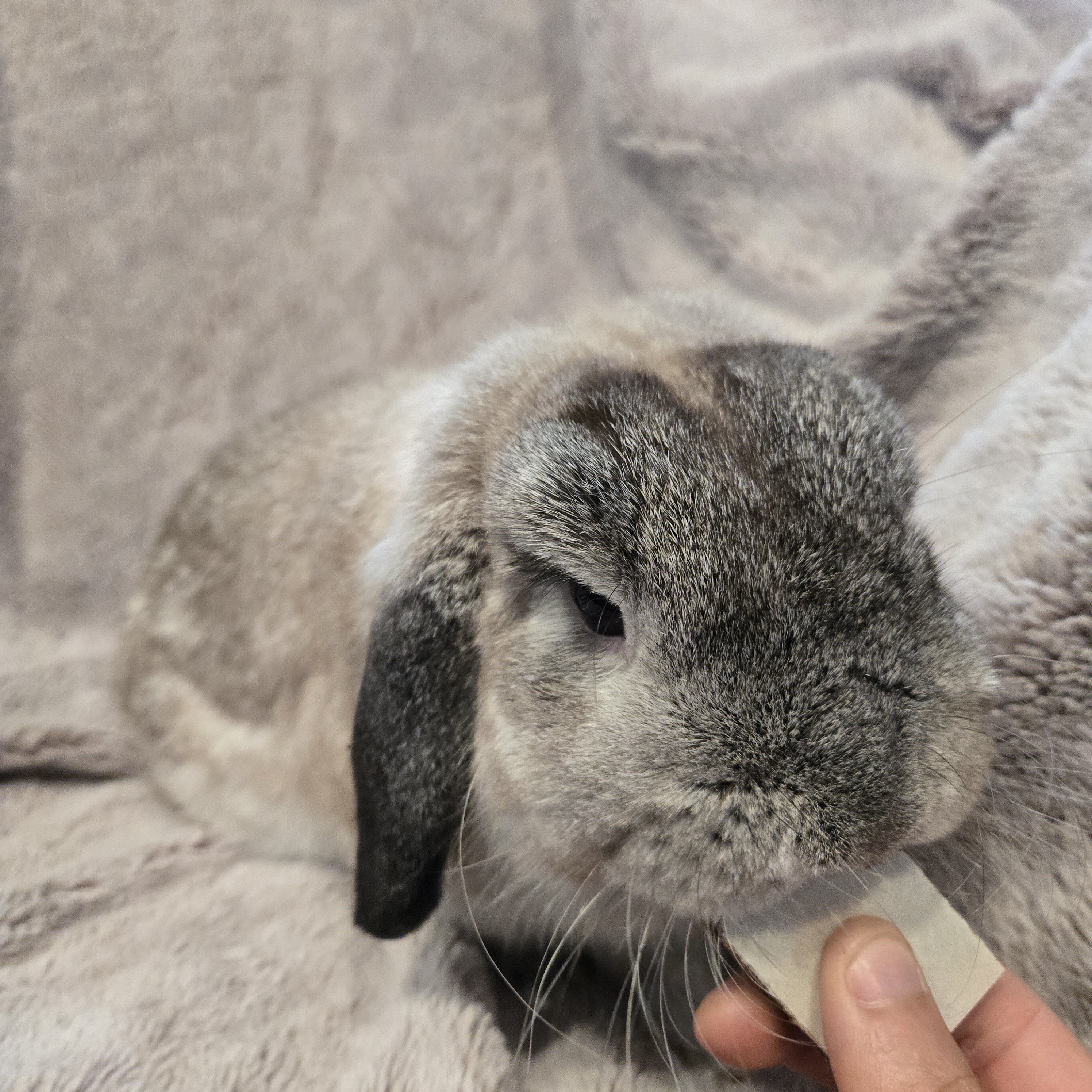 Holland Lop Male image 5