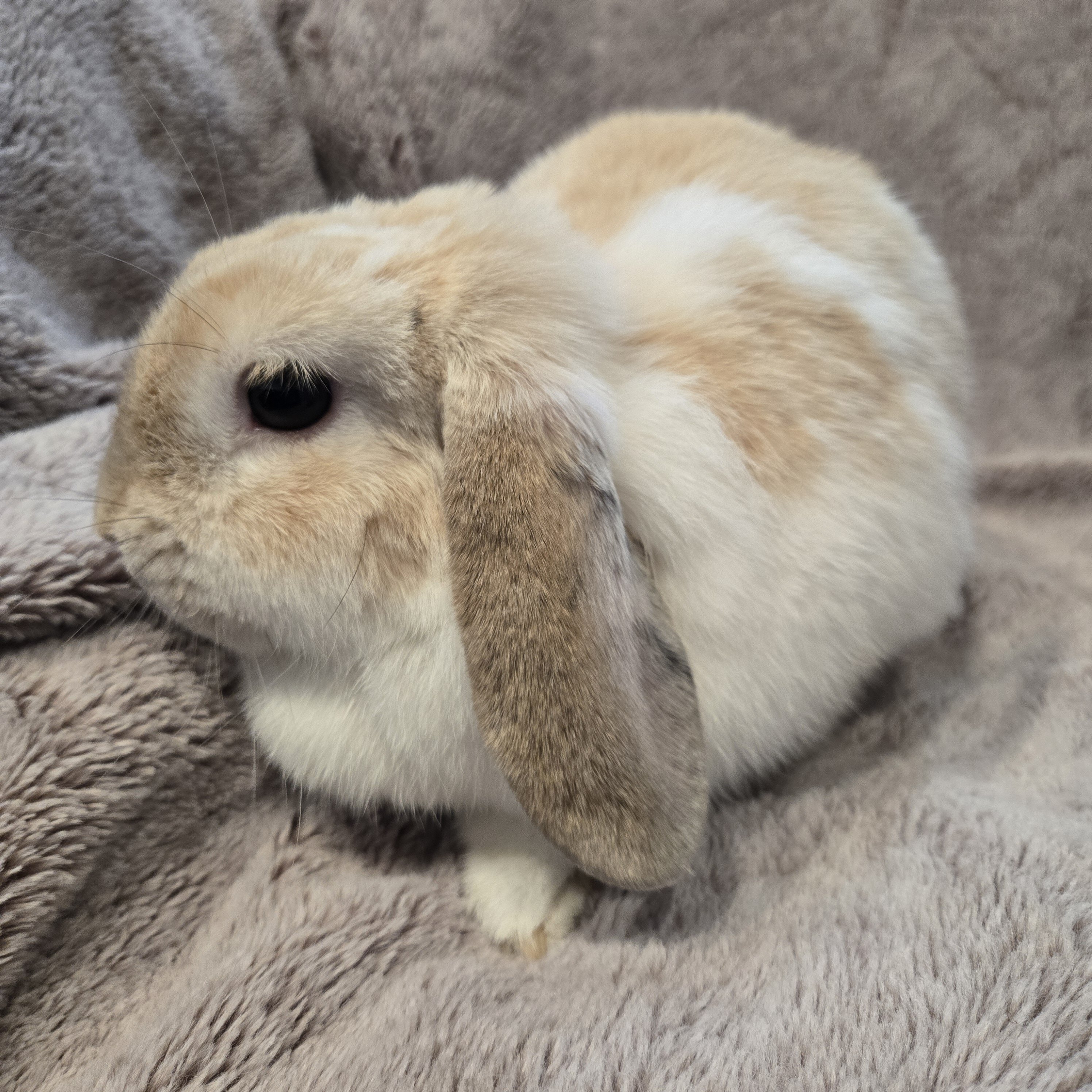 Holland Lop Rabbit Female image 8