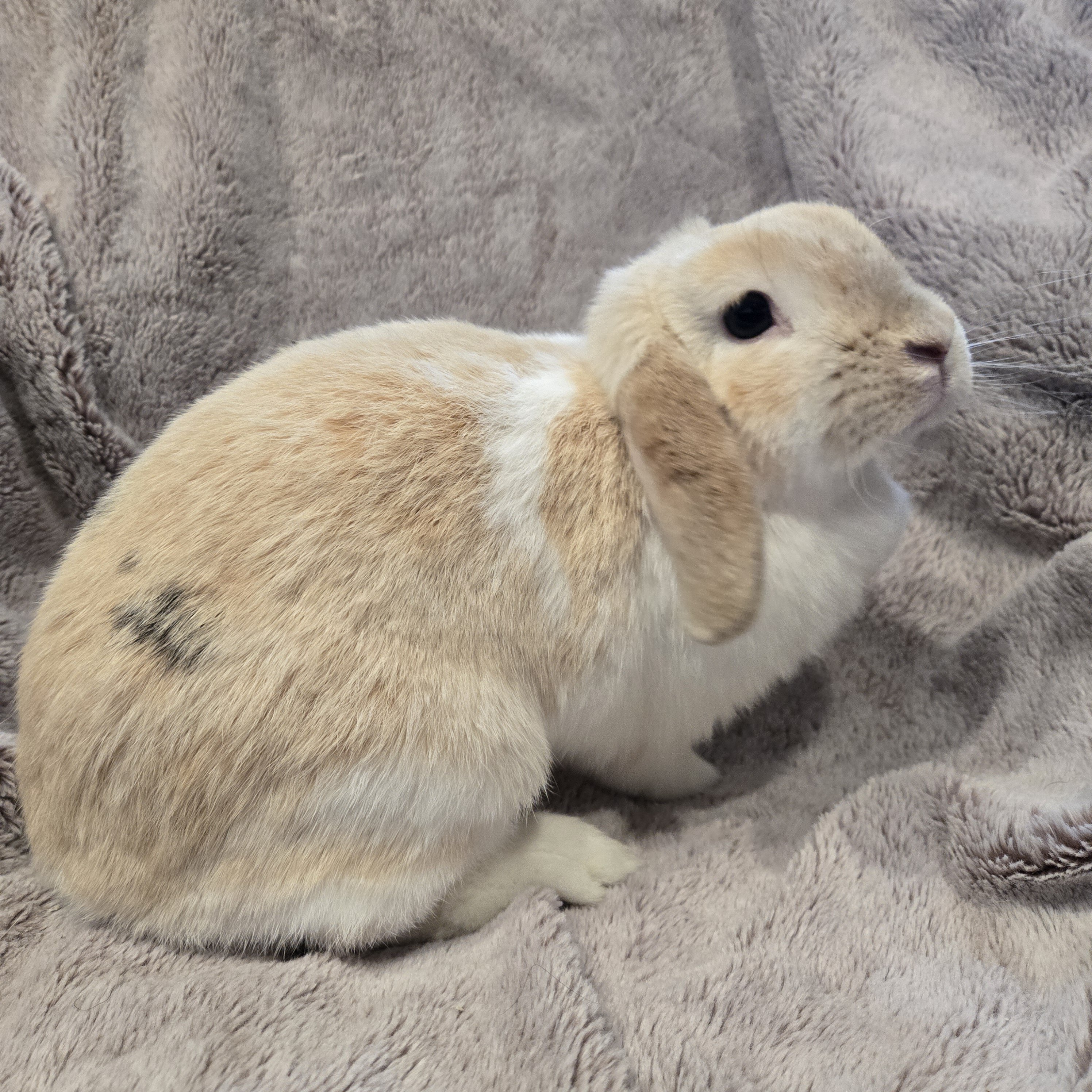 Holland Lop Rabbit Female image 7