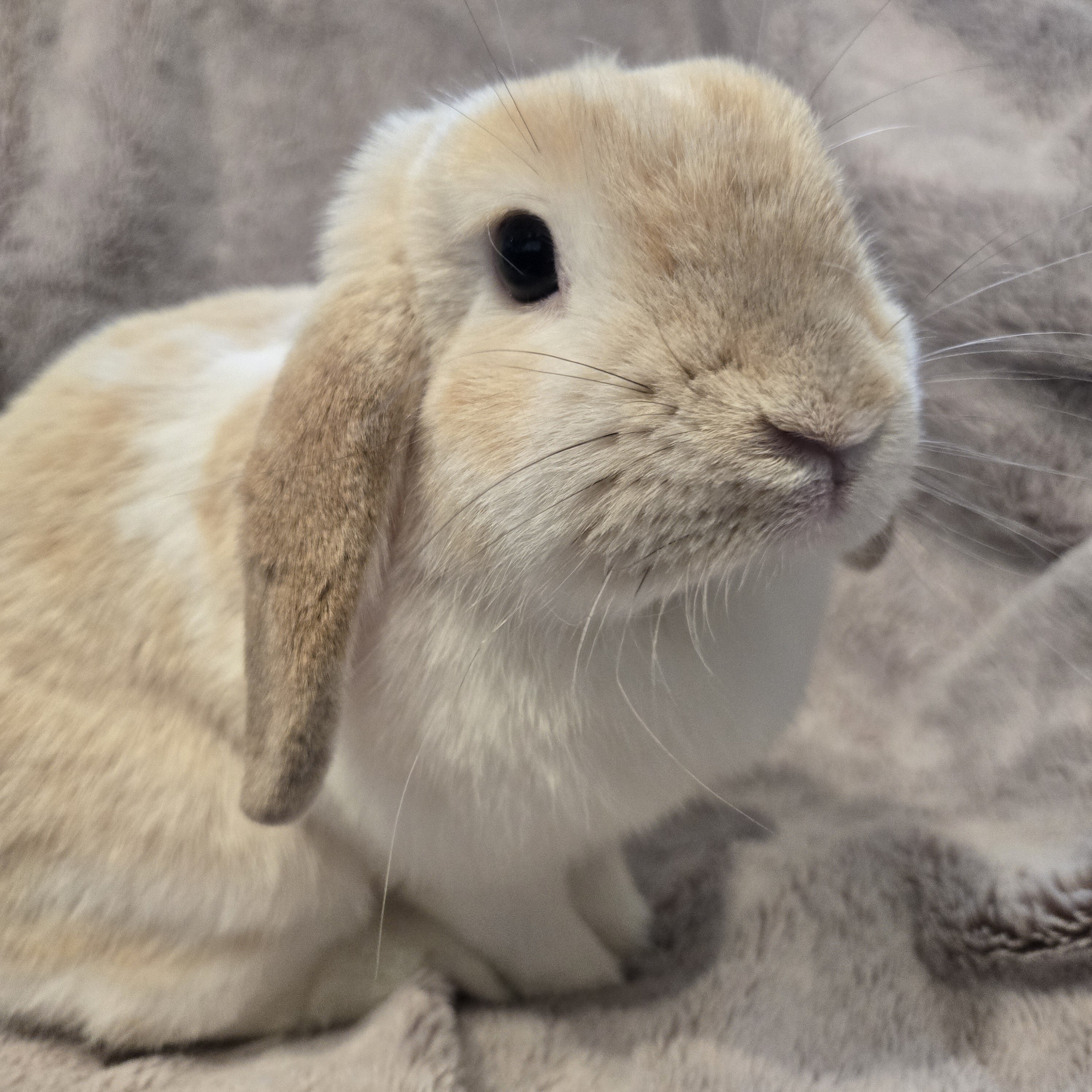 Holland Lop Rabbit Female image 5
