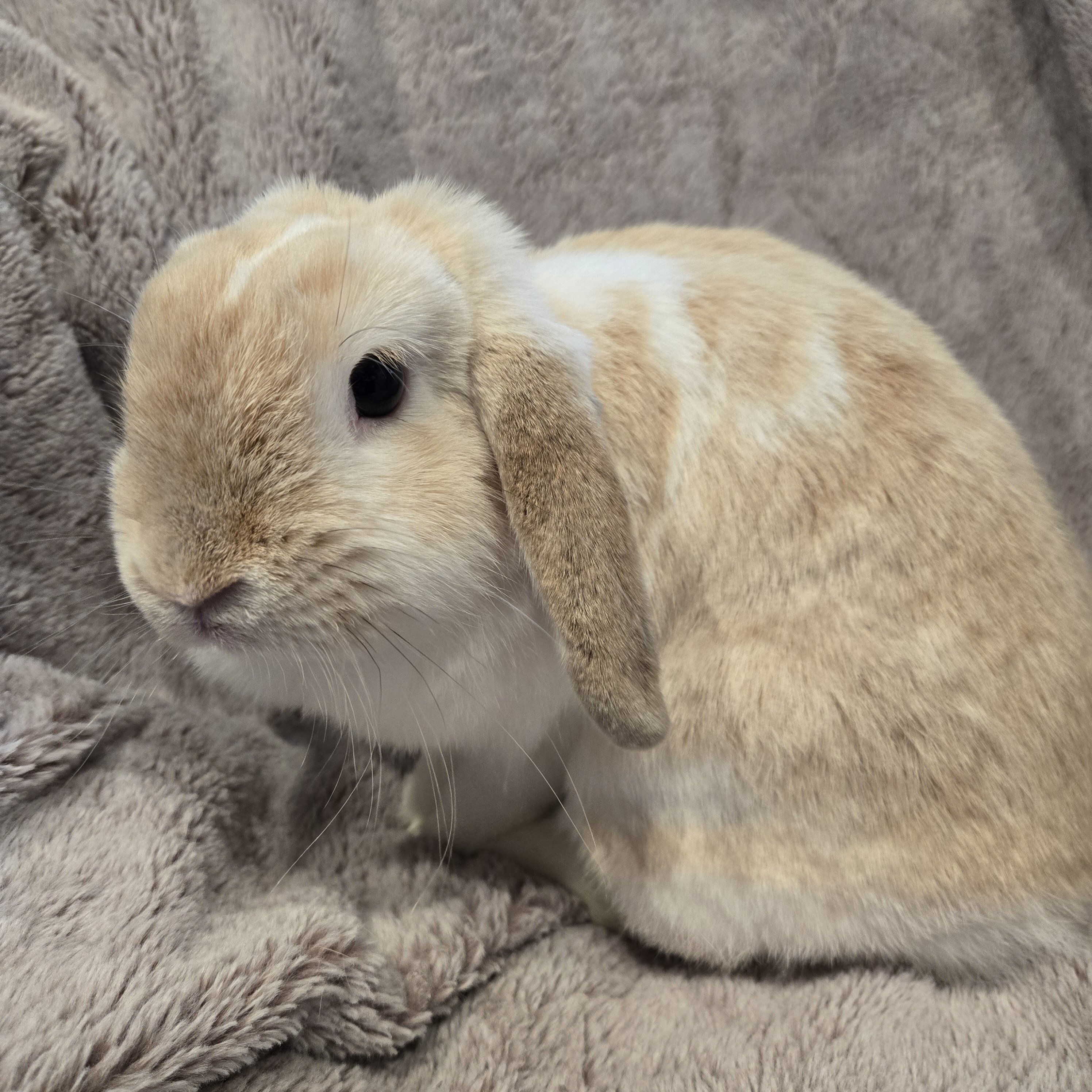 Holland Lop Rabbit Female image 4