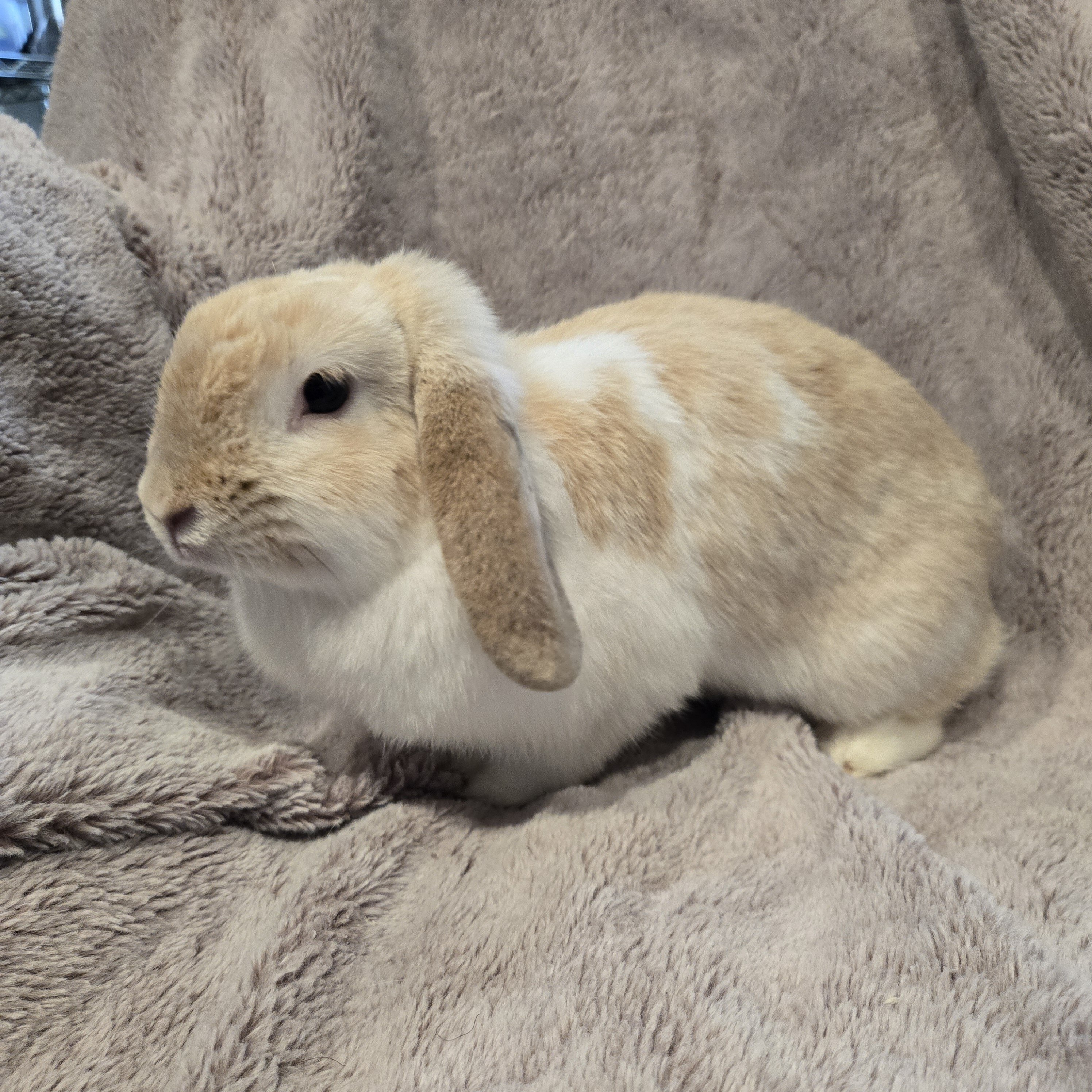 Holland Lop Rabbit Female image 3