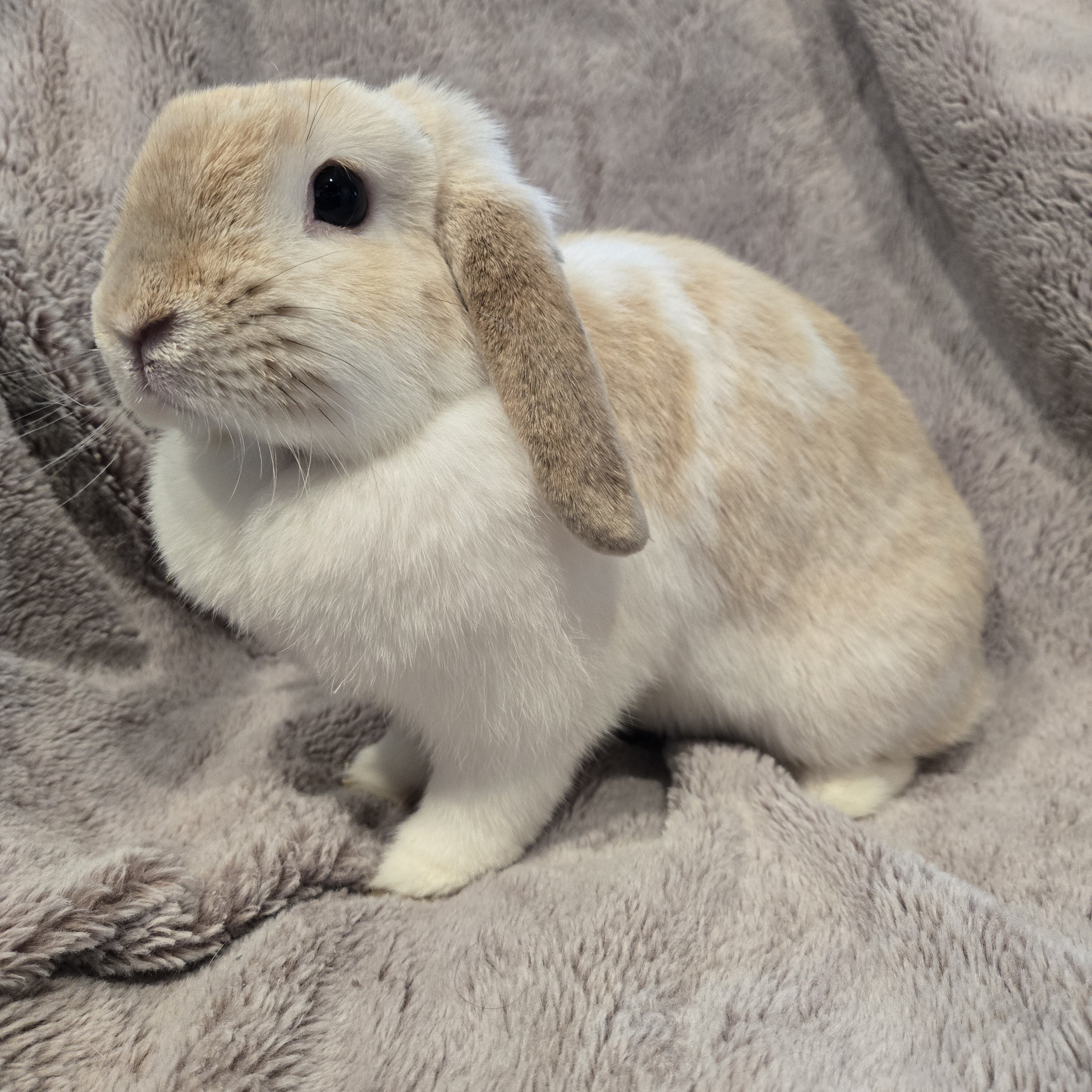 Holland Lop Rabbit Female image 2