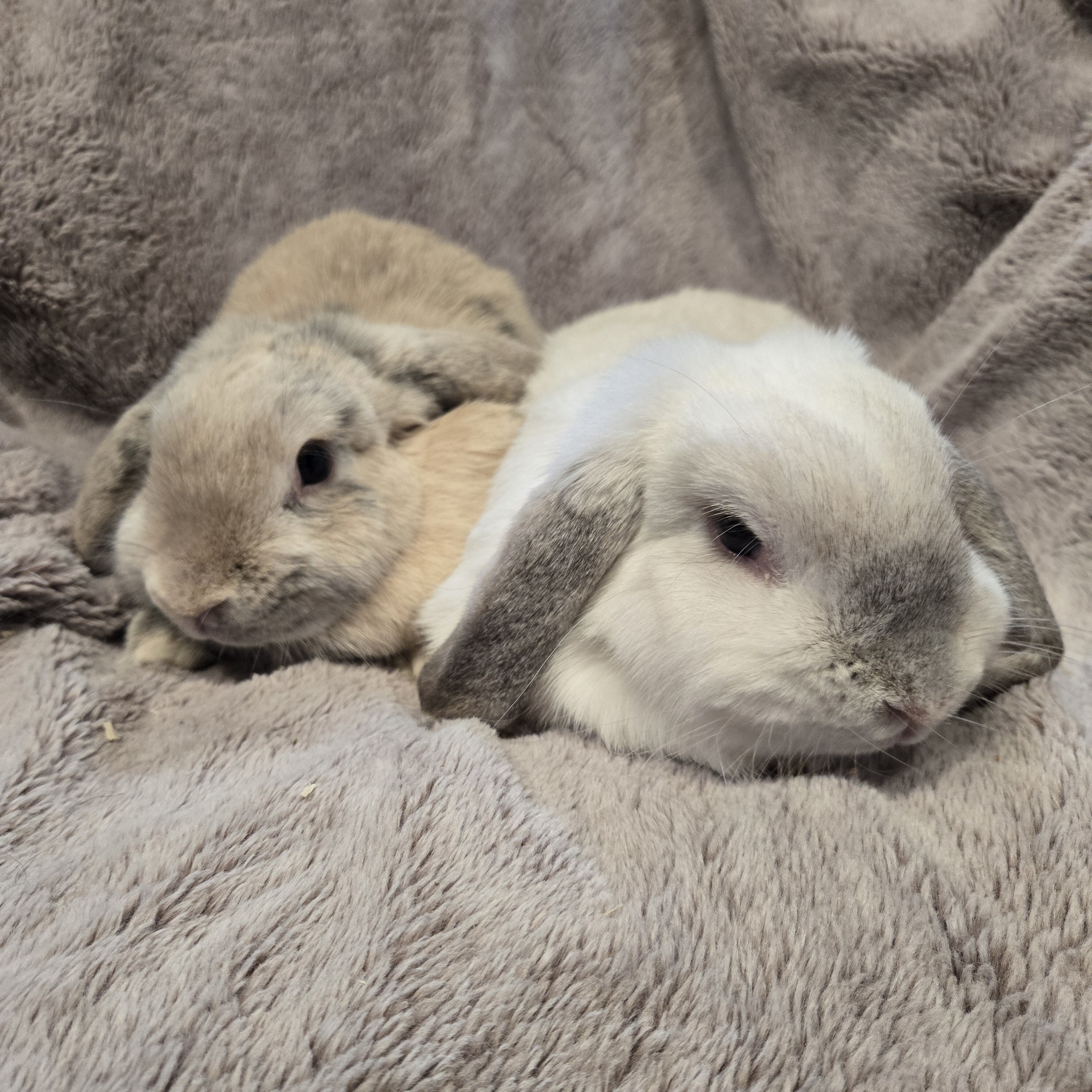 Holland Lop Rabbit Bonded Sisters image 2