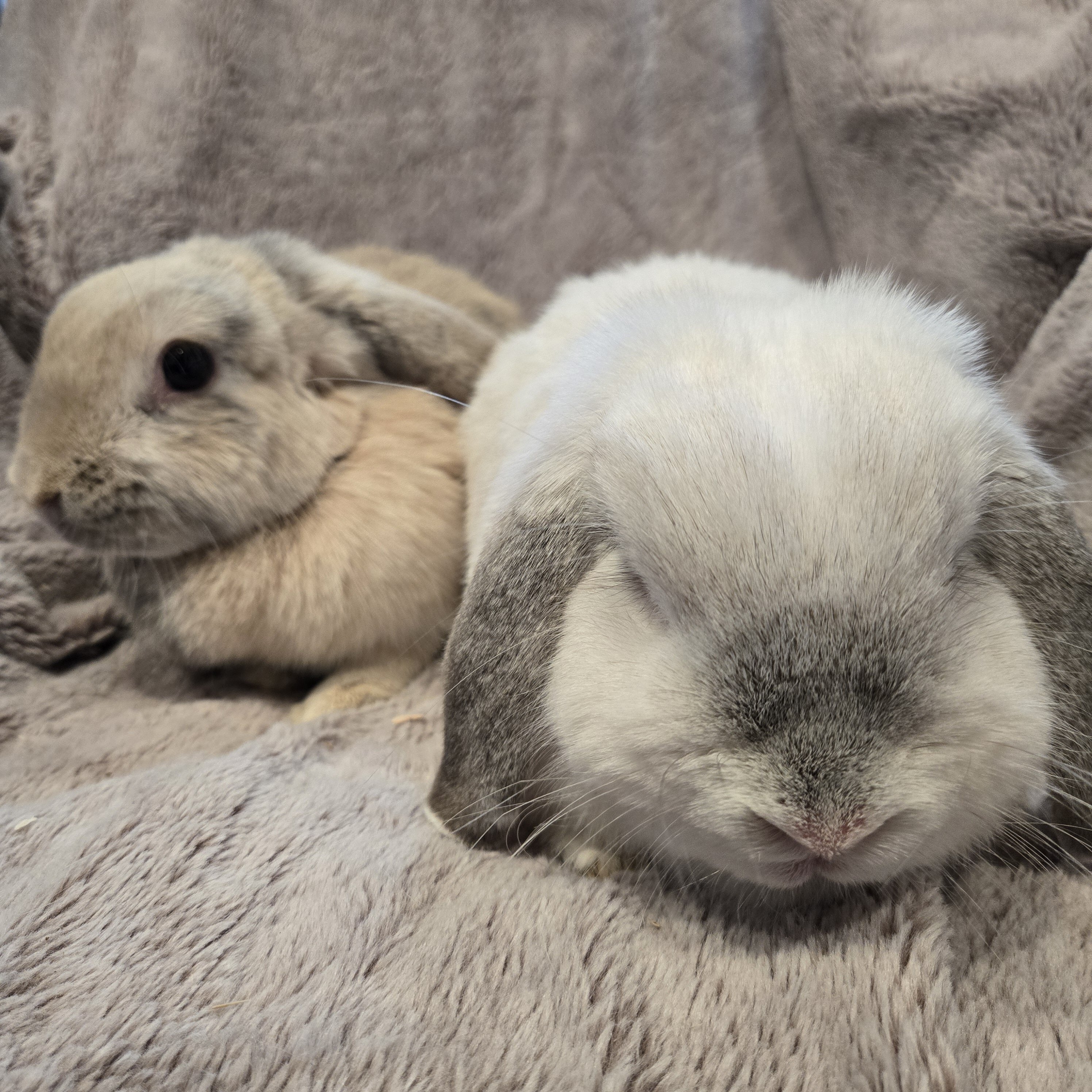 Holland Lop Rabbit Bonded Sisters image 8