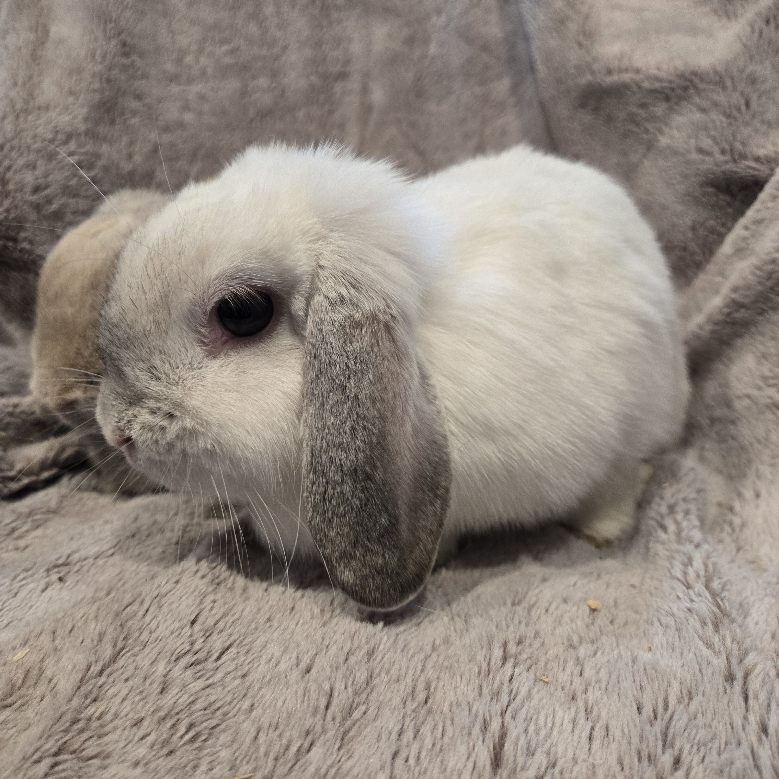 Holland Lop Rabbit Bonded Sisters image 4