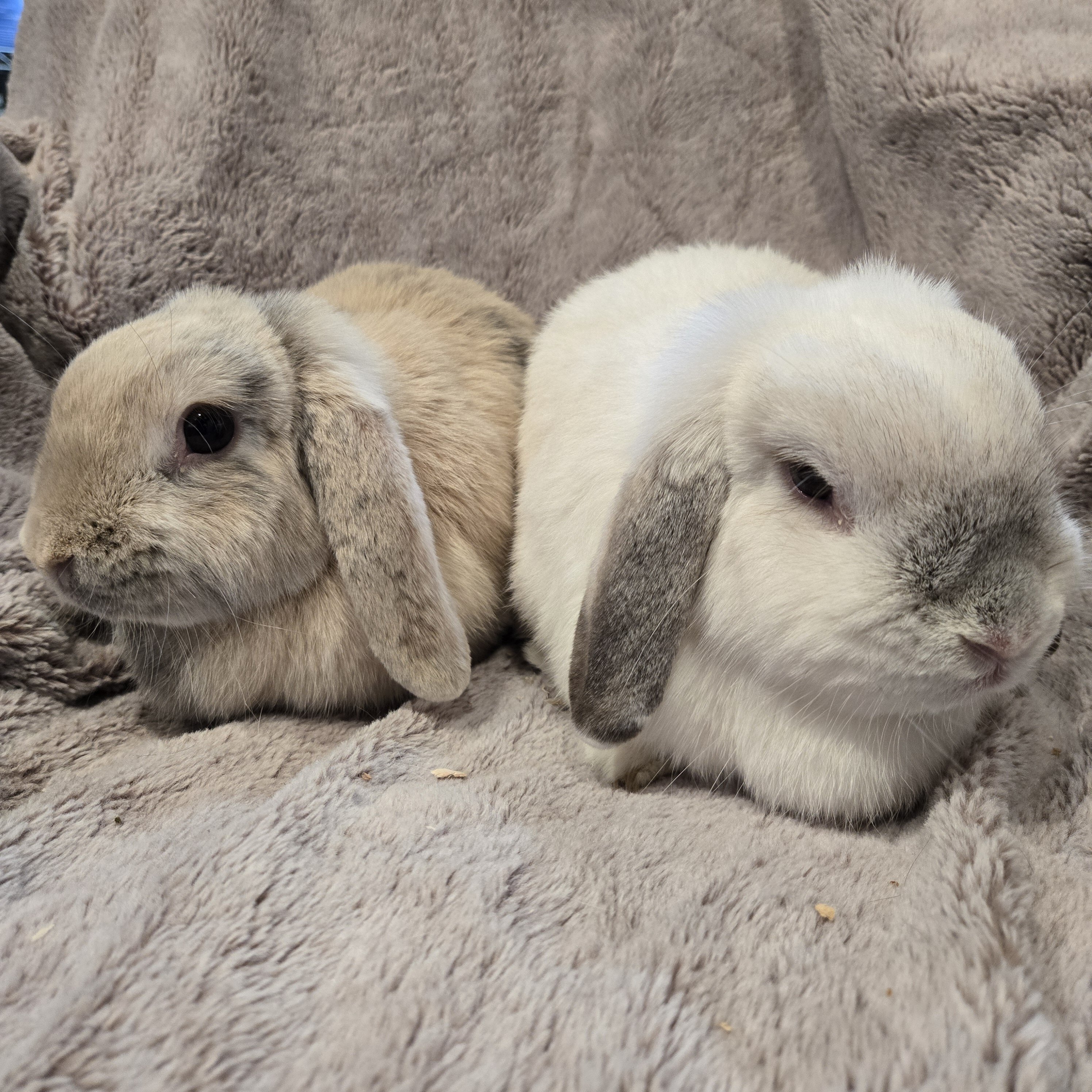 Holland Lop Rabbit Bonded Sisters image 7