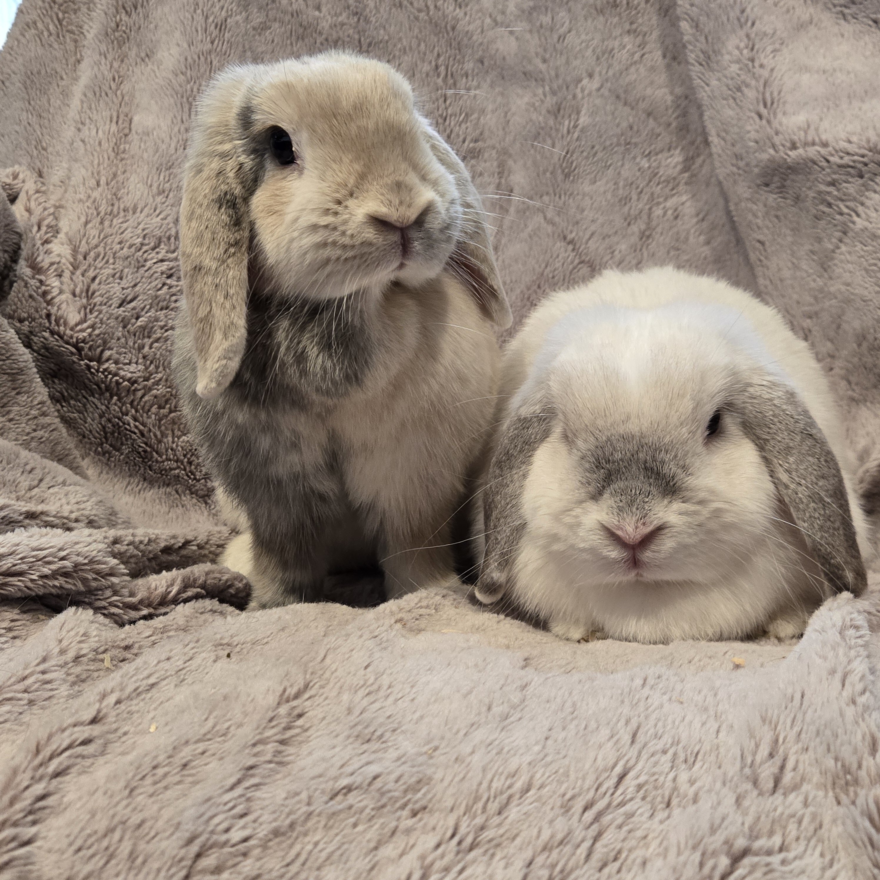 Holland Lop Rabbit Bonded Sisters image 1