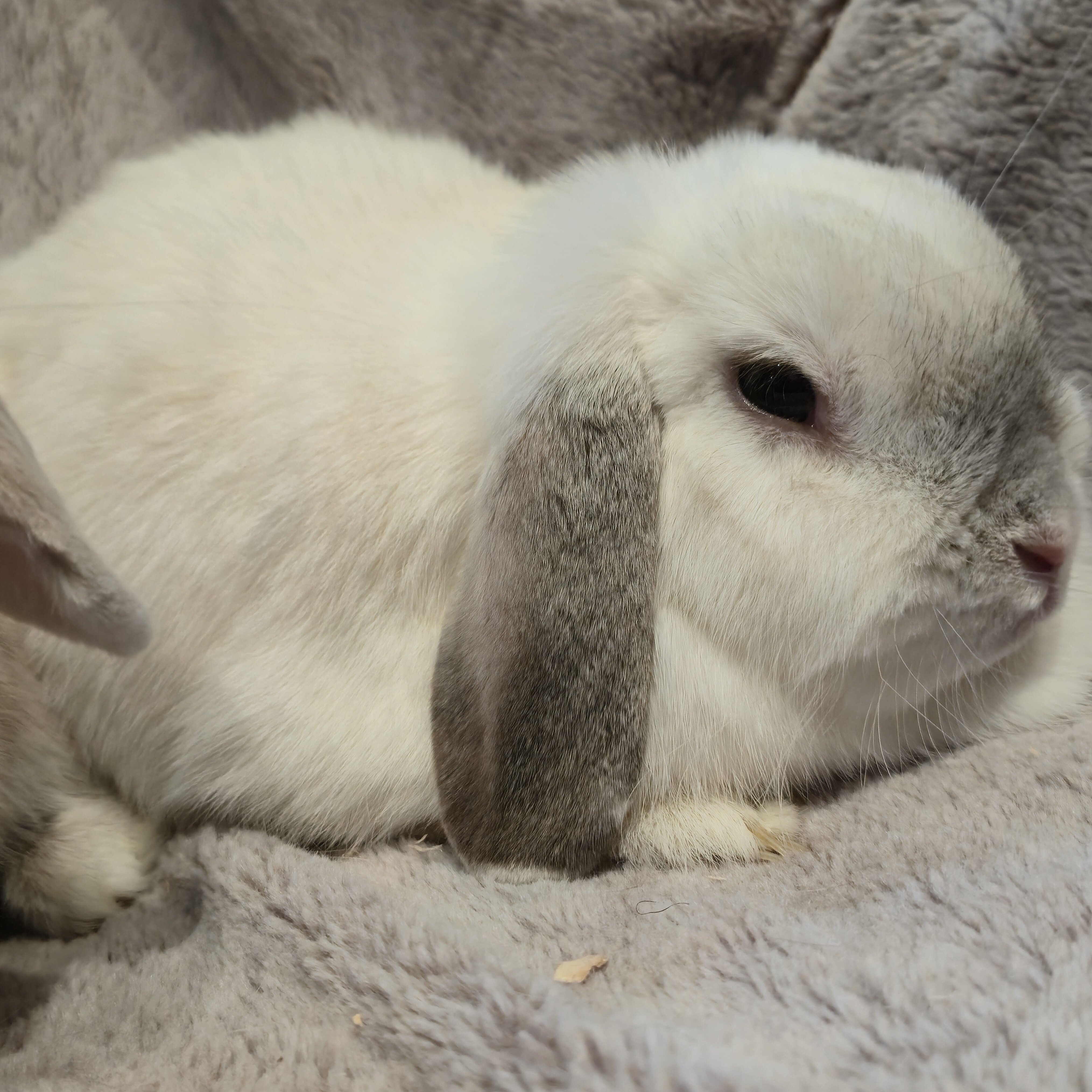 Holland Lop Rabbit Bonded Sisters image 6