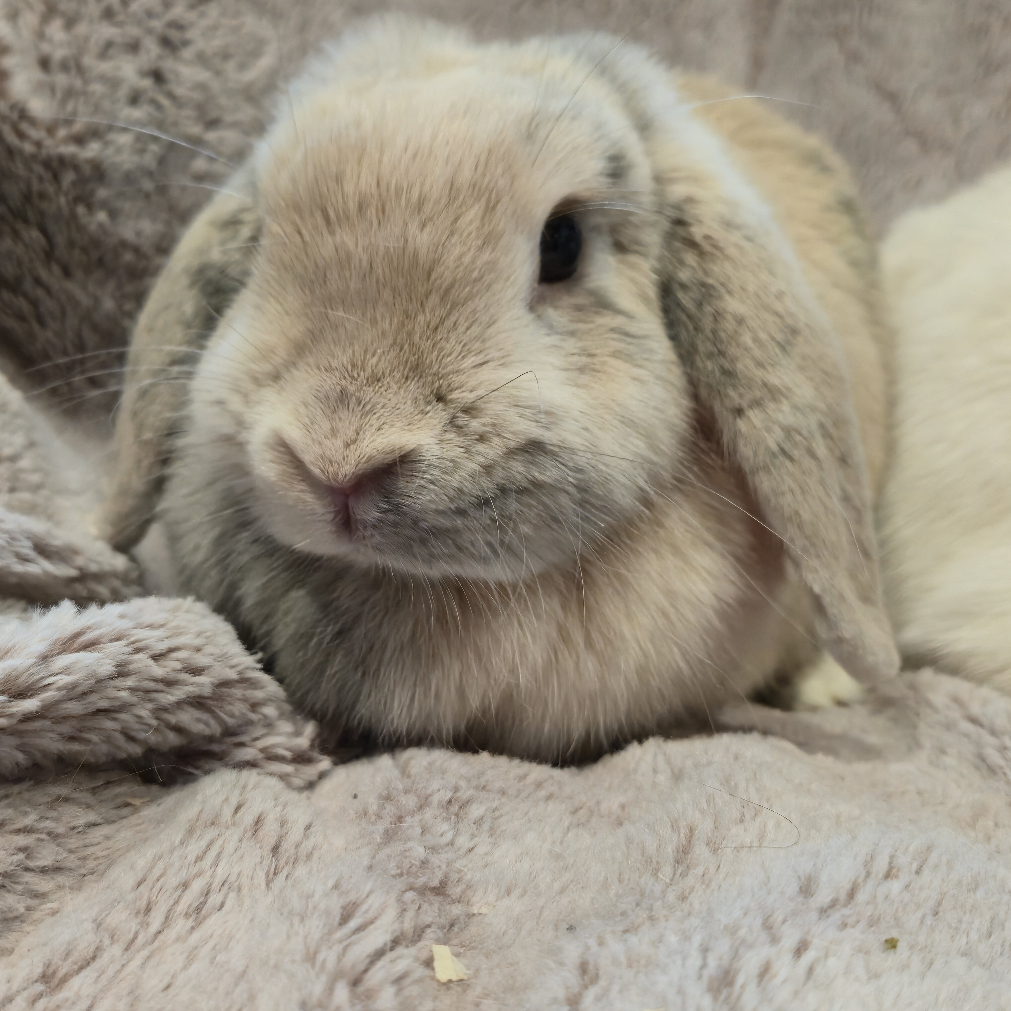 Holland Lop Rabbit Bonded Sisters image 5