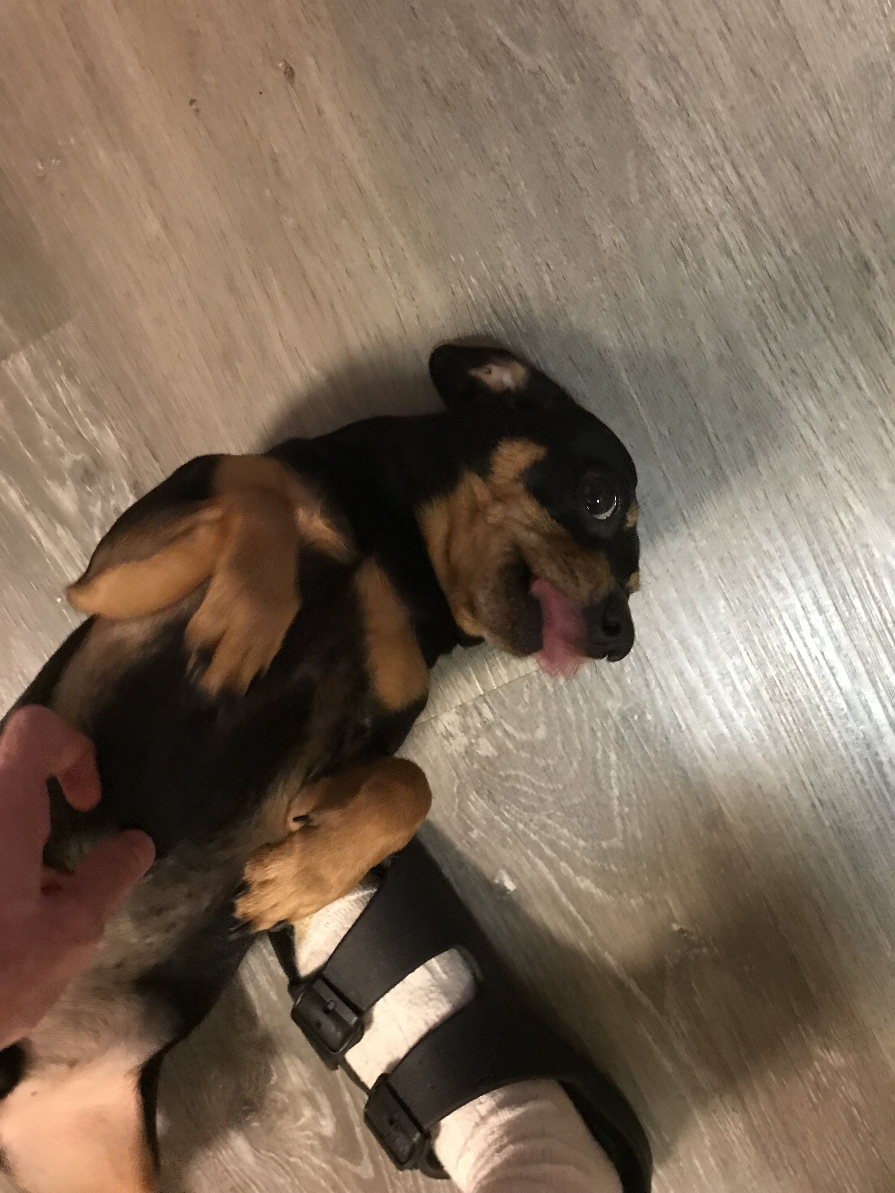 Two chihuahuas needs to go to the same home image 3