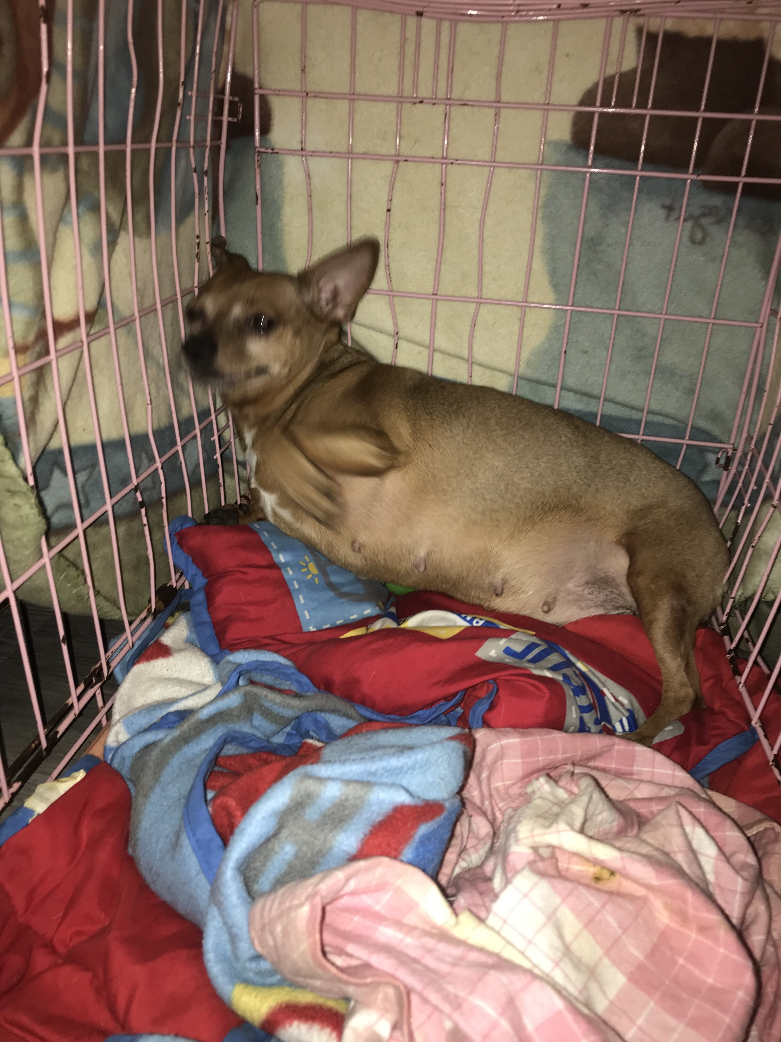 Two chihuahuas needs to go to the same home image 2