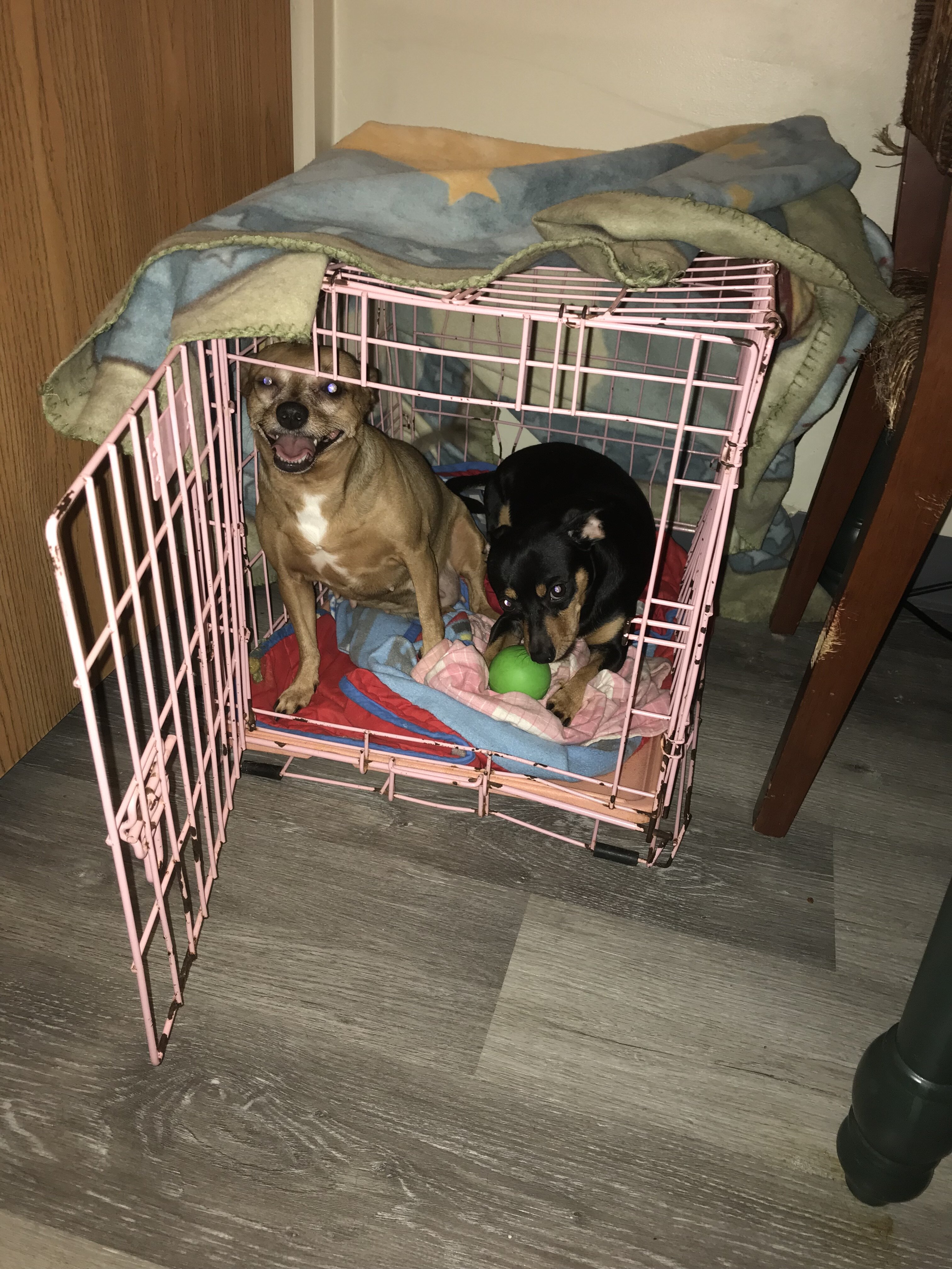Two chihuahuas needs to go to the same home image 1